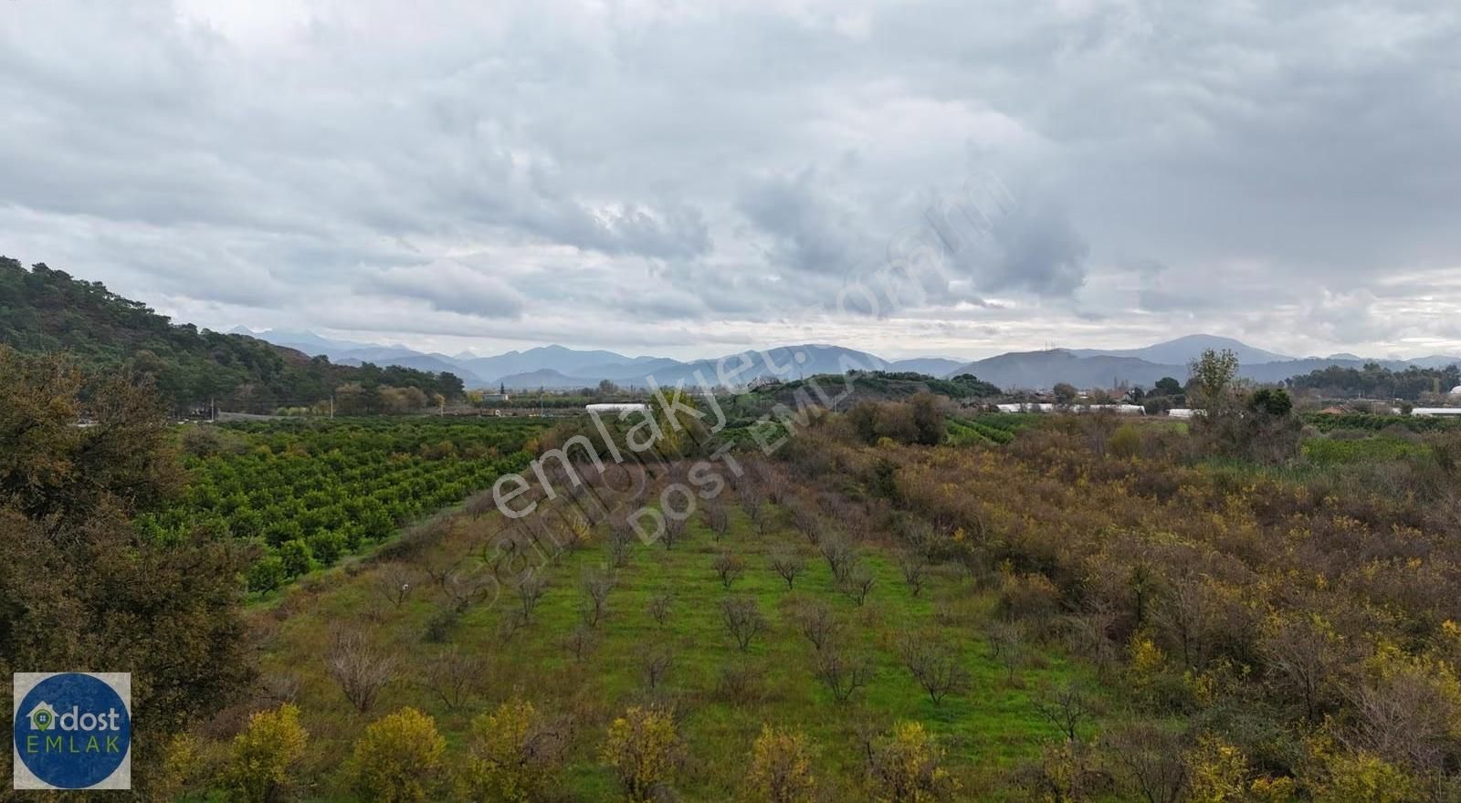 Ortaca Yeşilyurtta Acil Satılık 4175 M² Tek Tapu Şeftali Bahçesi - Görsel 13