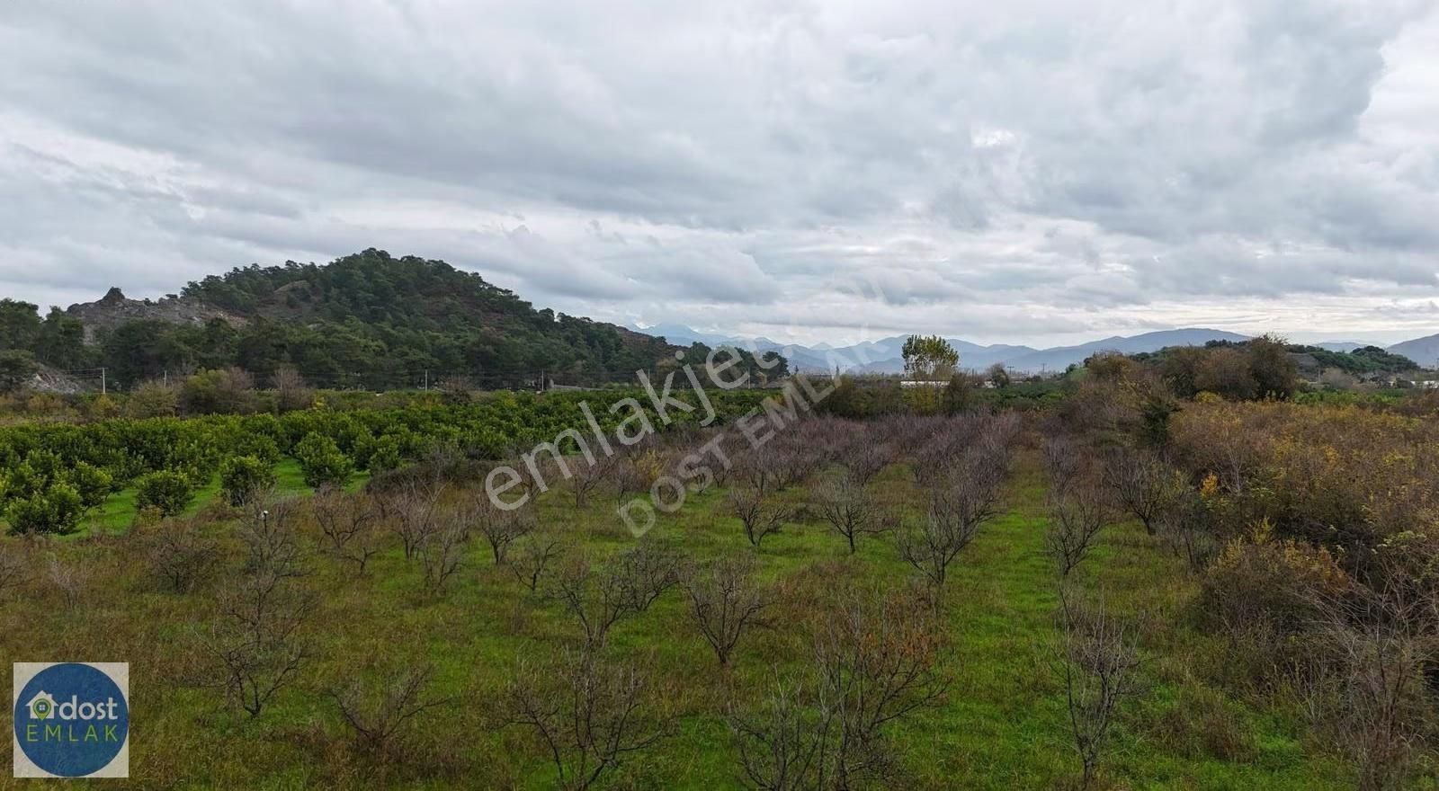Ortaca Yeşilyurtta Acil Satılık 4175 M² Tek Tapu Şeftali Bahçesi - Görsel 23
