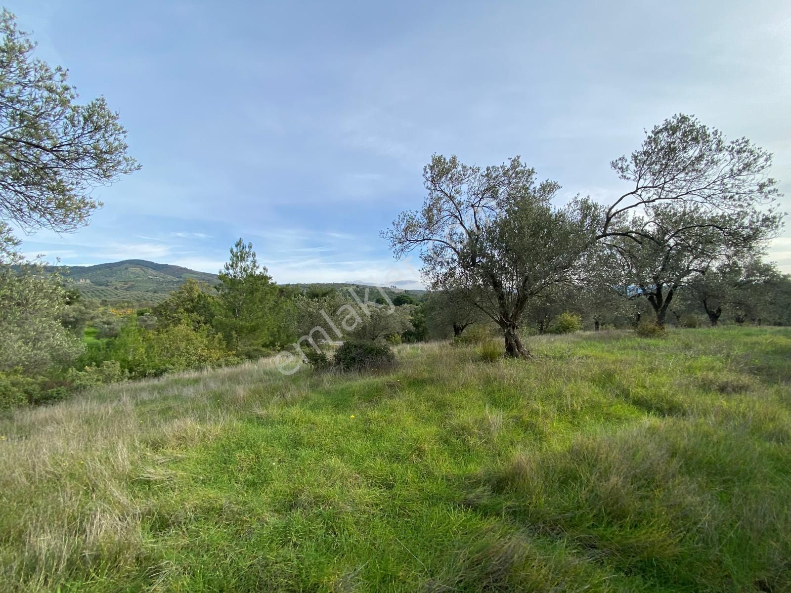 Balıkesir Edremit Çamcı Köyünde 14160 M² Asfalt Cepheli Satılık Zeytinlik - Görsel 15