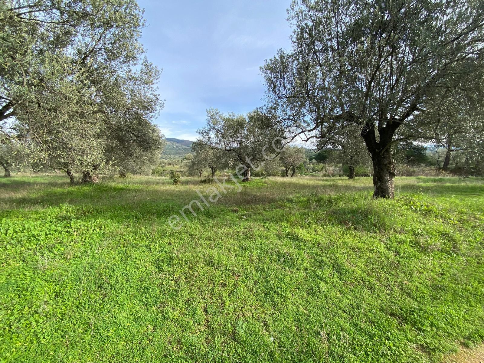Balıkesir Edremit Çamcı Köyünde 14160 M² Asfalt Cepheli Satılık Zeytinlik - Görsel 2