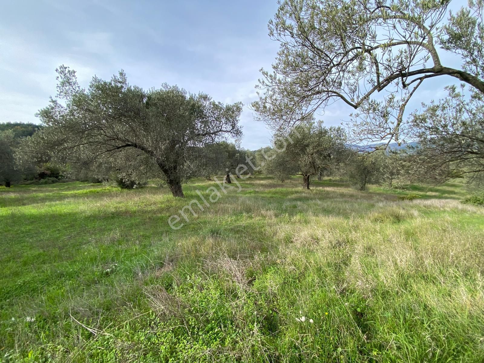 Balıkesir Edremit Çamcı Köyünde 14160 M² Asfalt Cepheli Satılık Zeytinlik - Görsel 14