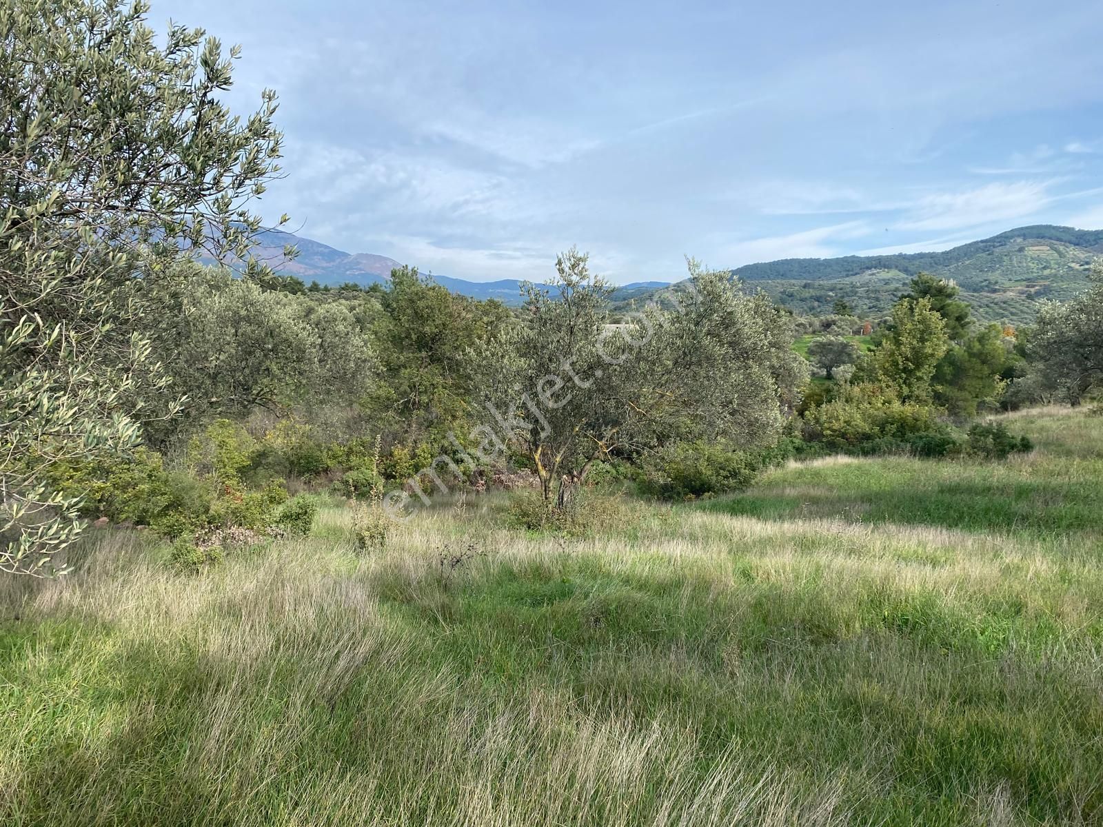 Balıkesir Edremit Çamcı Köyünde 14160 M² Asfalt Cepheli Satılık Zeytinlik - Görsel 11