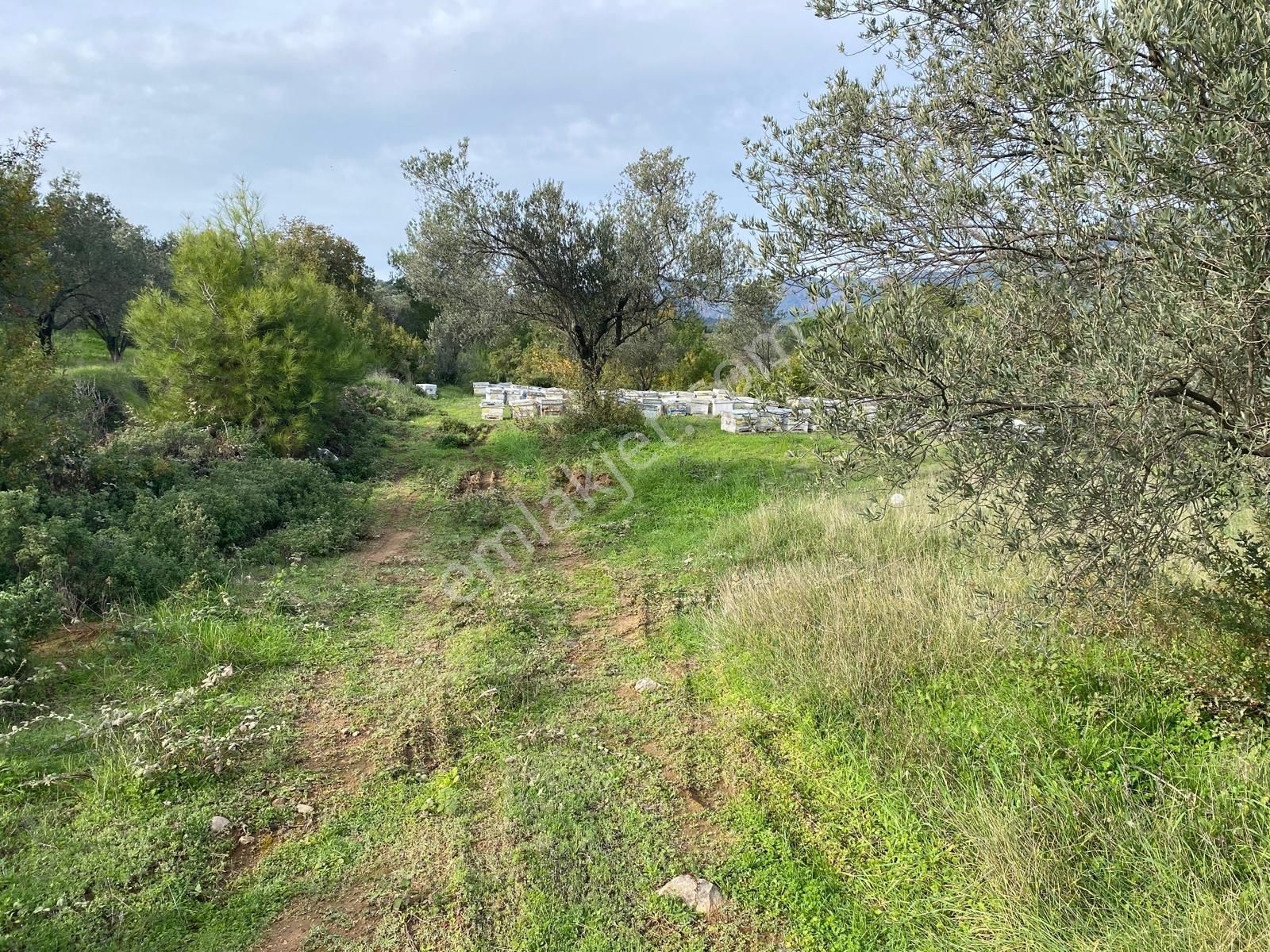 Balıkesir Edremit Çamcı Köyünde 14160 M² Asfalt Cepheli Satılık Zeytinlik - Görsel 16