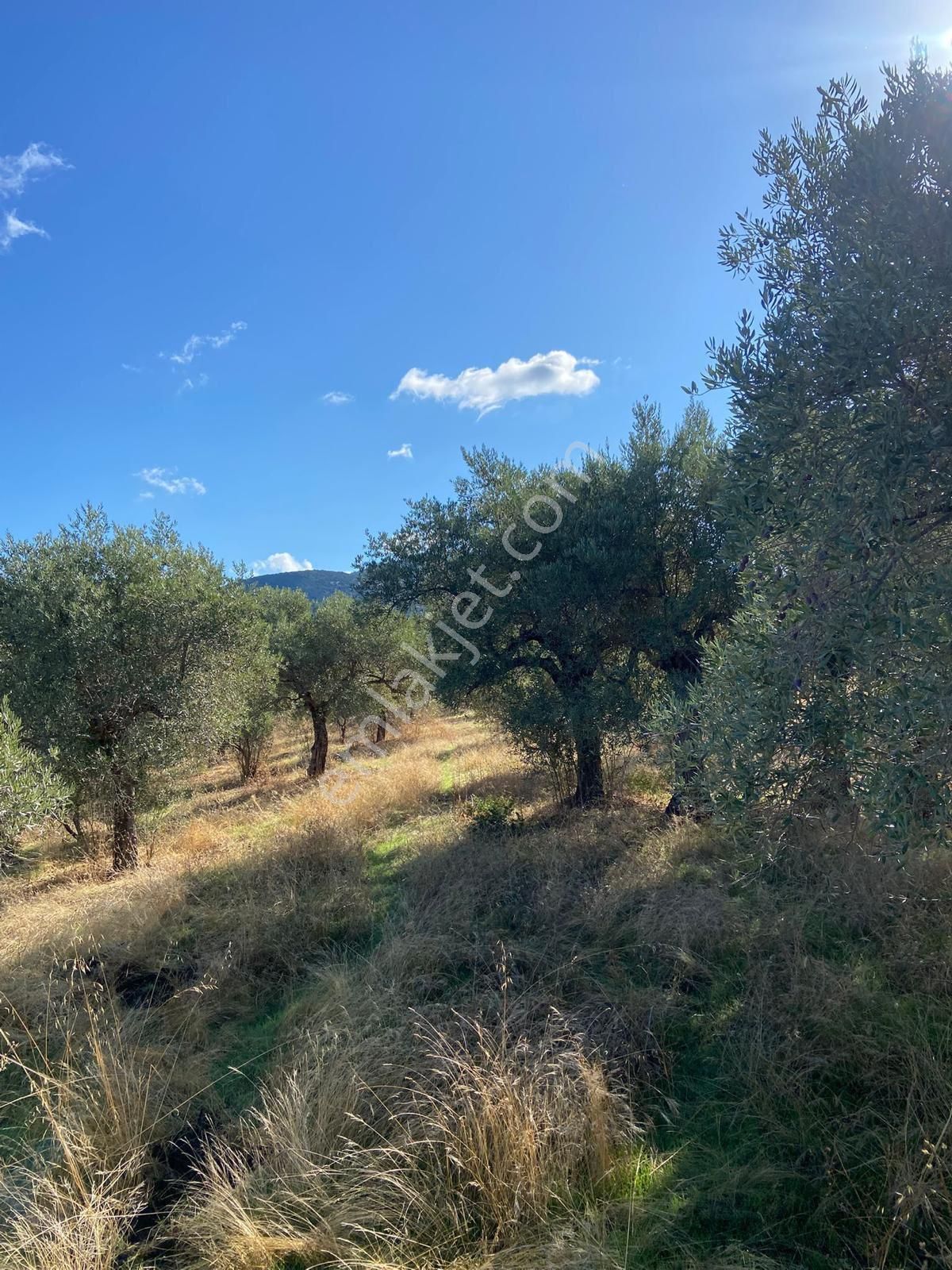 Aydın Didim 20 Dönüm Satılık Zeytinlik - Görsel 2