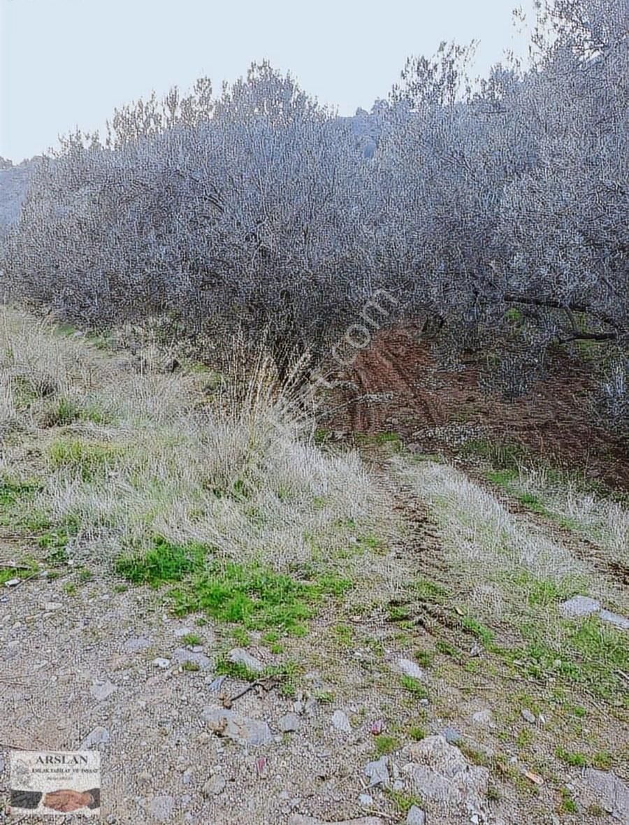 Arslan Emlaktan Satılık Zeytinlik - Görsel 14