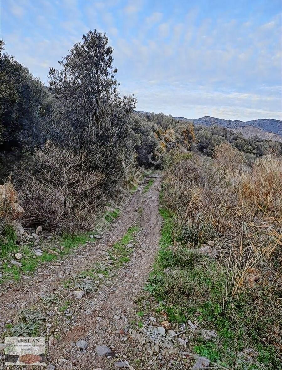 Arslan Emlaktan Satılık Zeytinlik - Görsel 8