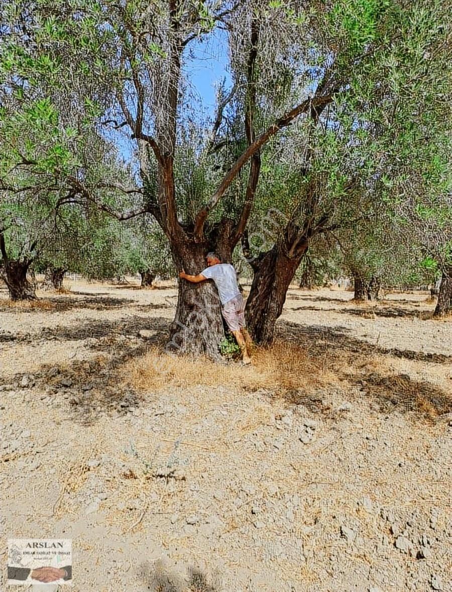 Arslan Emlaktan Satılık Hobi Bahcesi - Görsel 4