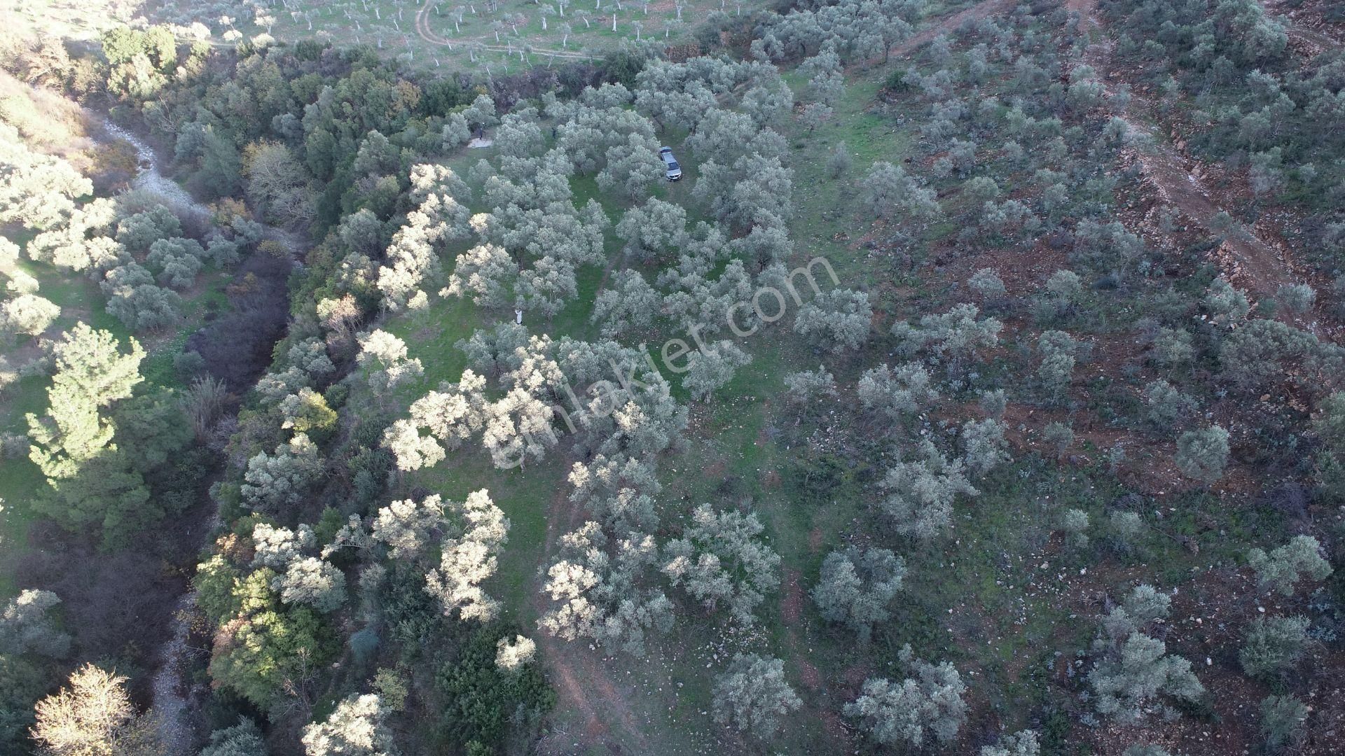 Aydın Germencik Naipli Satılık Zeytinlik - Görsel 4