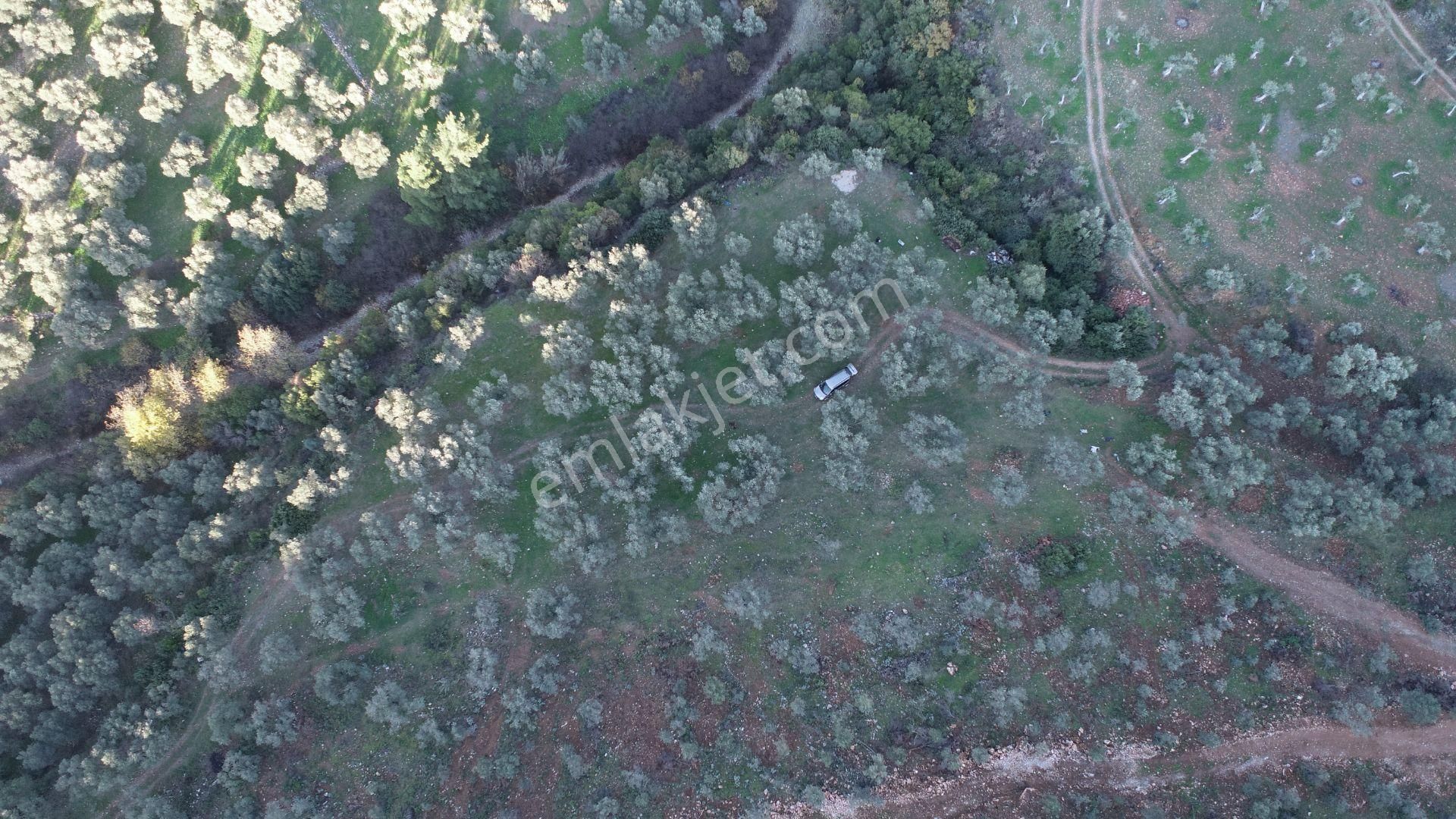 Aydın Germencik Naipli Satılık Zeytinlik - Görsel 3