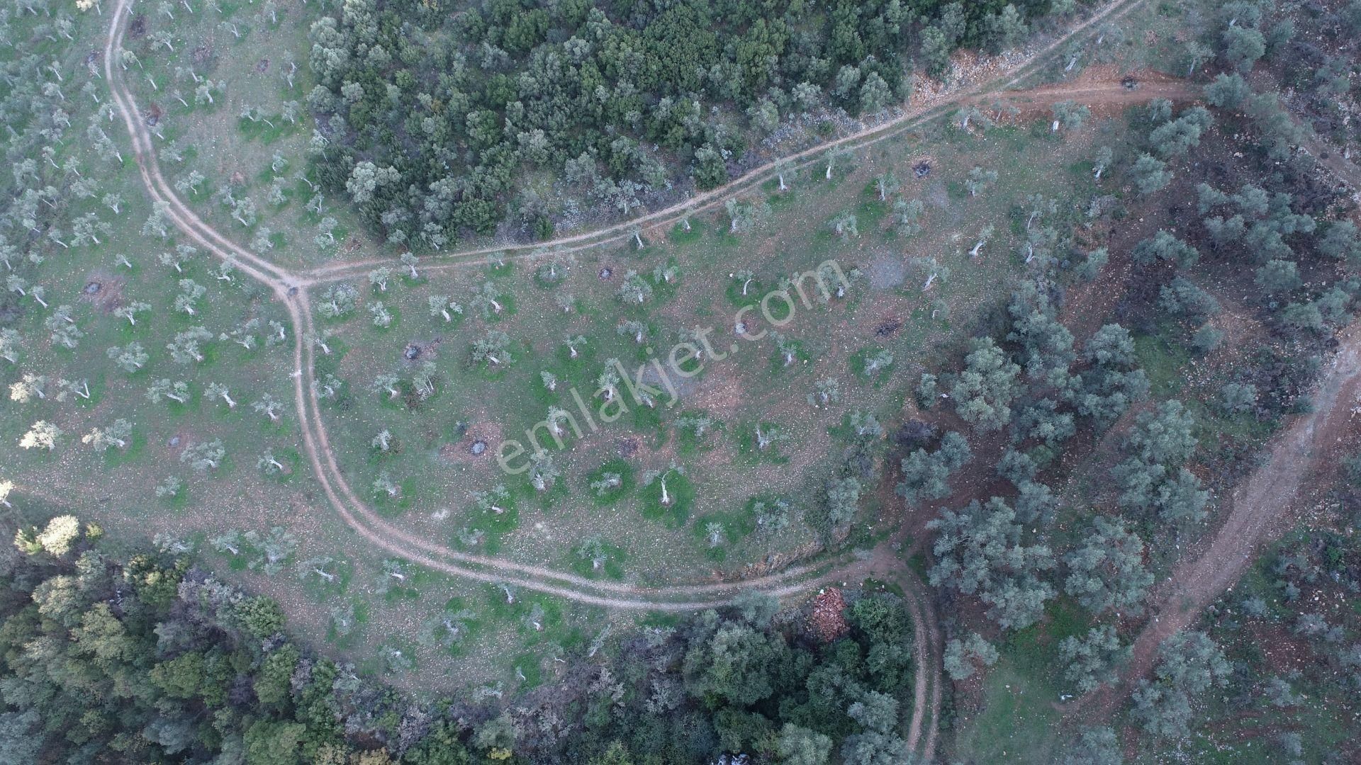 Aydın Germencik Naipli Satılık Zeytinlik - Görsel 7