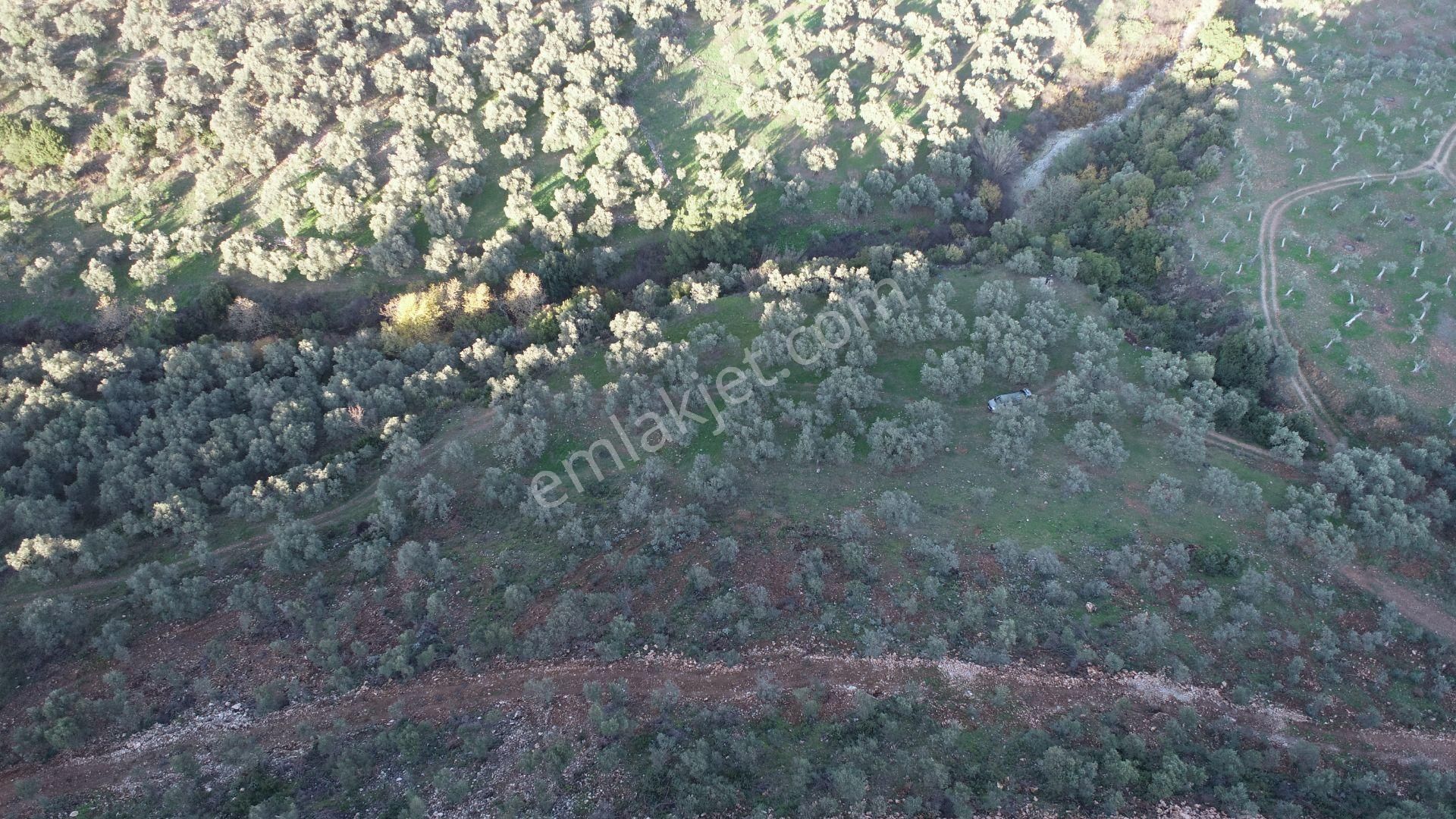 Aydın Germencik Naipli Satılık Zeytinlik - Görsel 6