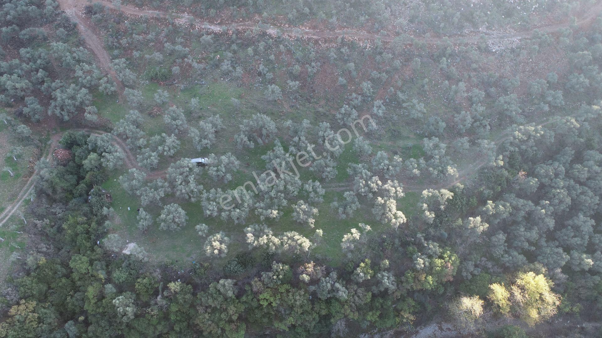 Aydın Germencik Naipli Satılık Zeytinlik - Görsel 5