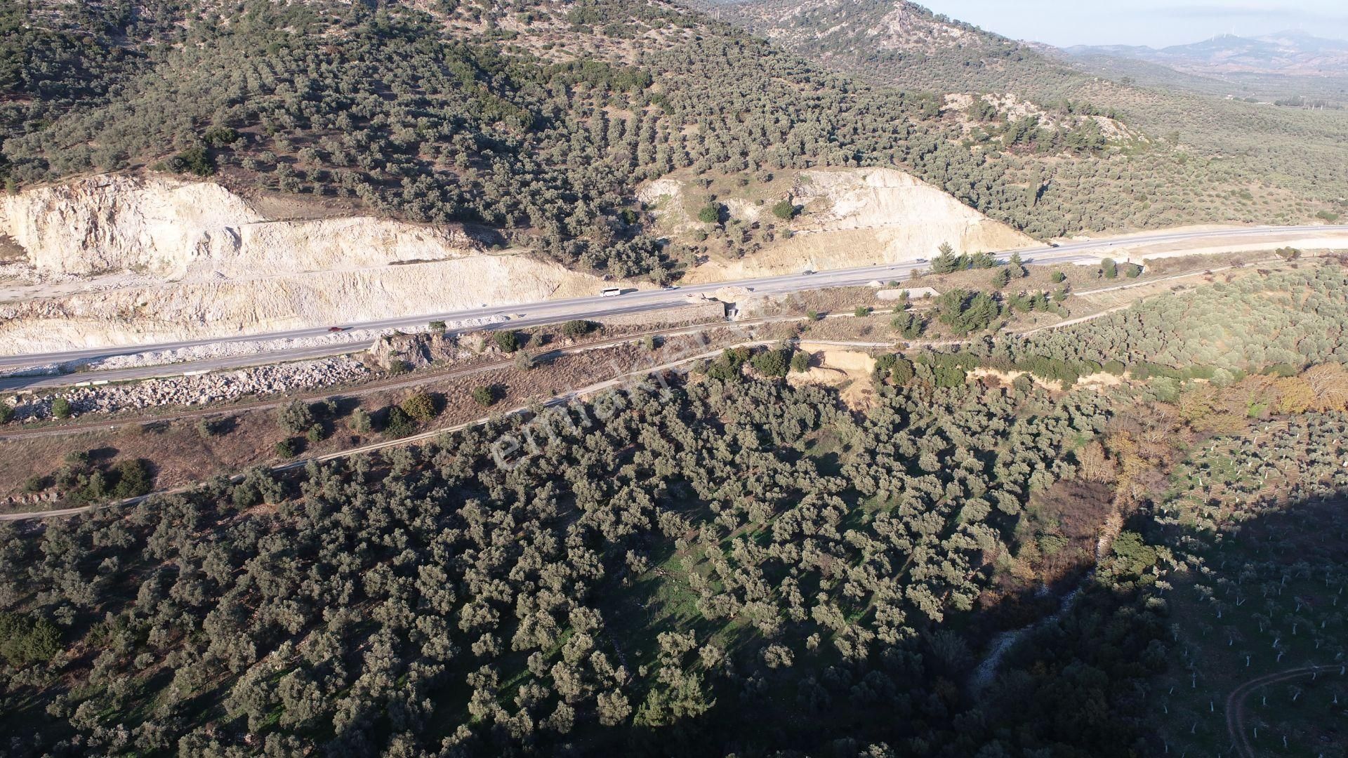 Aydın Germencik Naipli Satılık Zeytinlik - Görsel 2