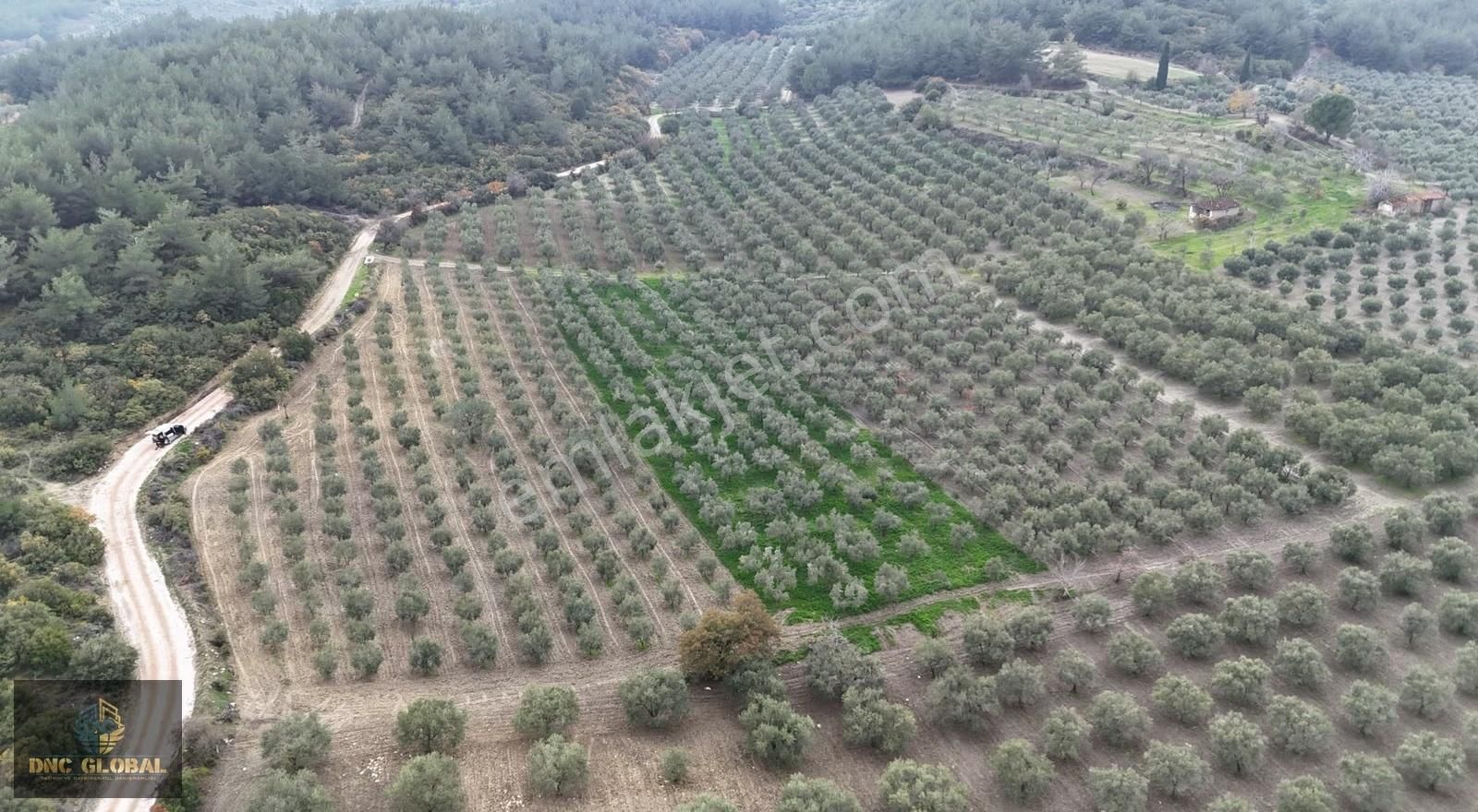 Manisa Saruhanlı Gözlet Mah. Satılık 11.300 M² Zeytinlik - Görsel 4