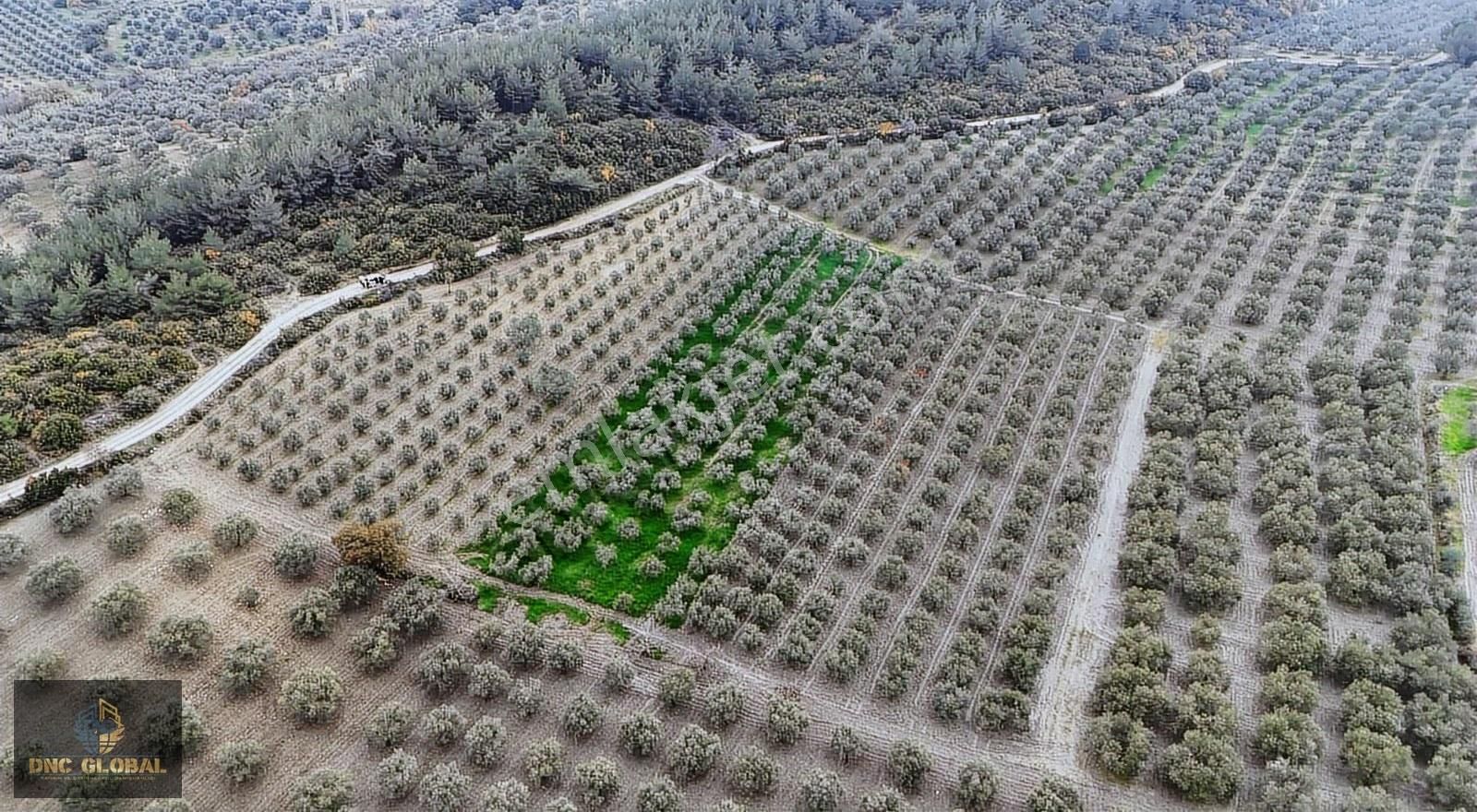 Manisa Saruhanlı Gözlet Mah. Satılık 11.300 M² Zeytinlik - Görsel 8