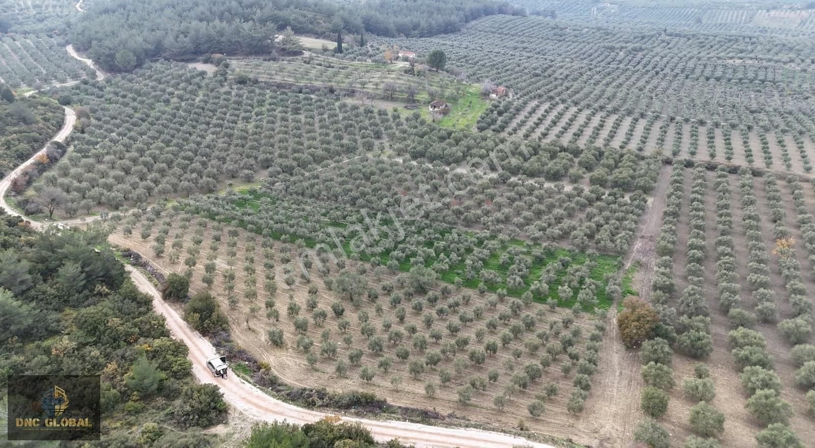 Manisa Saruhanlı Gözlet Mah. Satılık 11.300 M² Zeytinlik - Görsel 6