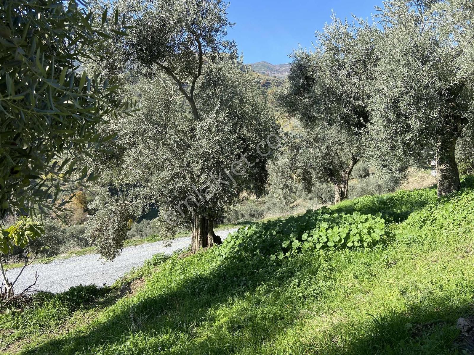 ..aydın Musluca Mahallesinde Satılık 8.400 M2 Zeytinlik - Görsel 25