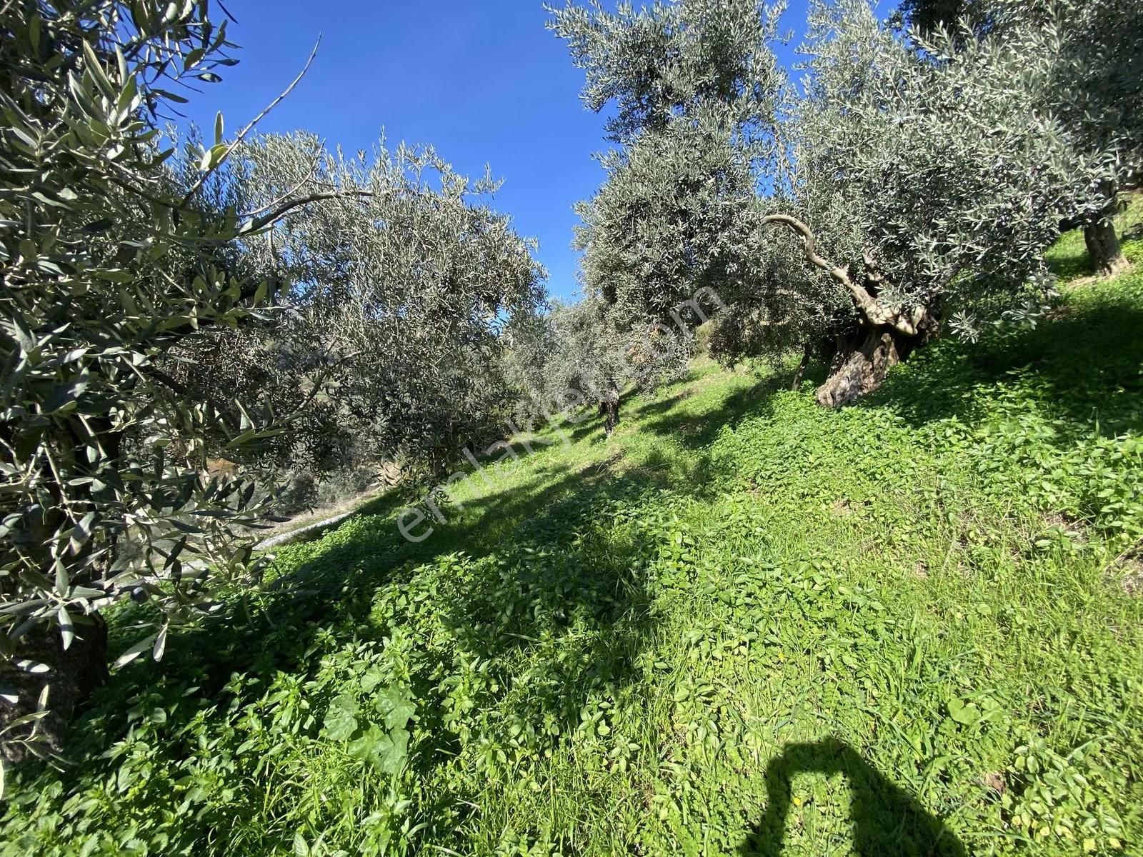 ..aydın Musluca Mahallesinde Satılık 8.400 M2 Zeytinlik - Görsel 27
