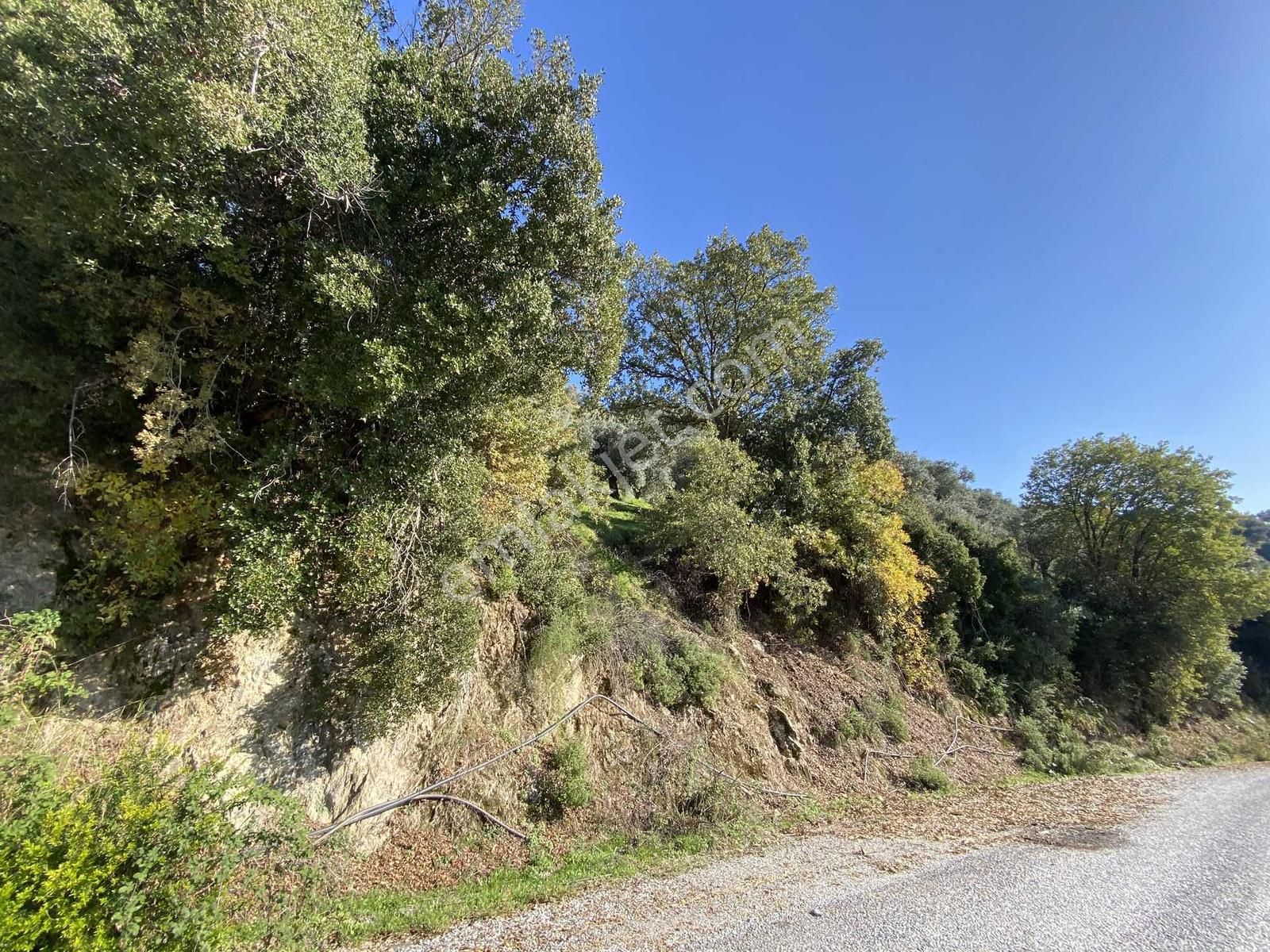 ..aydın Musluca Mahallesinde Satılık 8.400 M2 Zeytinlik - Görsel 7