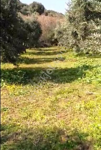 Karacabey Gölecik Köyünde Satılık Bakımlı Zeytinlik - Görsel 2