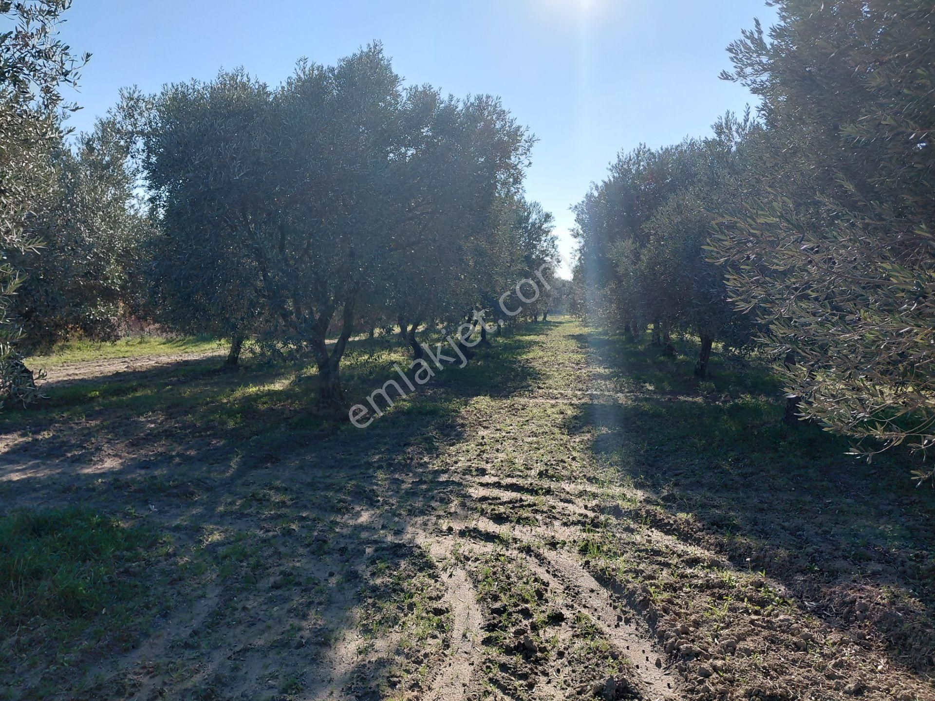 Pınarbaşın Da Satılık 6.300 M2 Bakımlı Zeytinlik 1.915.000 Tl - Görsel 11