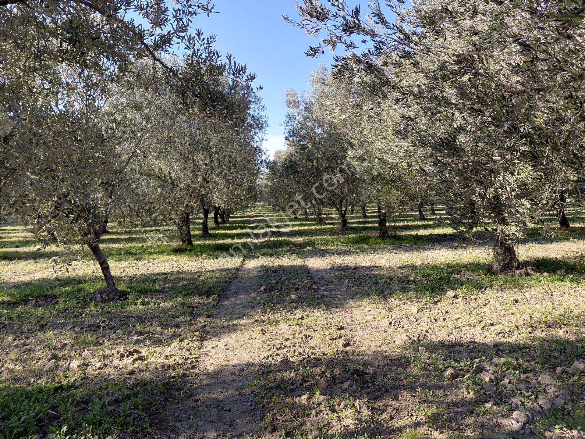 Pınarbaşın Da Satılık 6.300 M2 Bakımlı Zeytinlik 1.915.000 Tl - Görsel 4