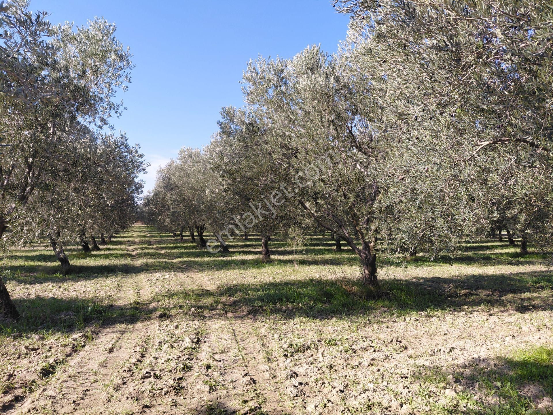 Pınarbaşın Da Satılık 6.300 M2 Bakımlı Zeytinlik 1.915.000 Tl