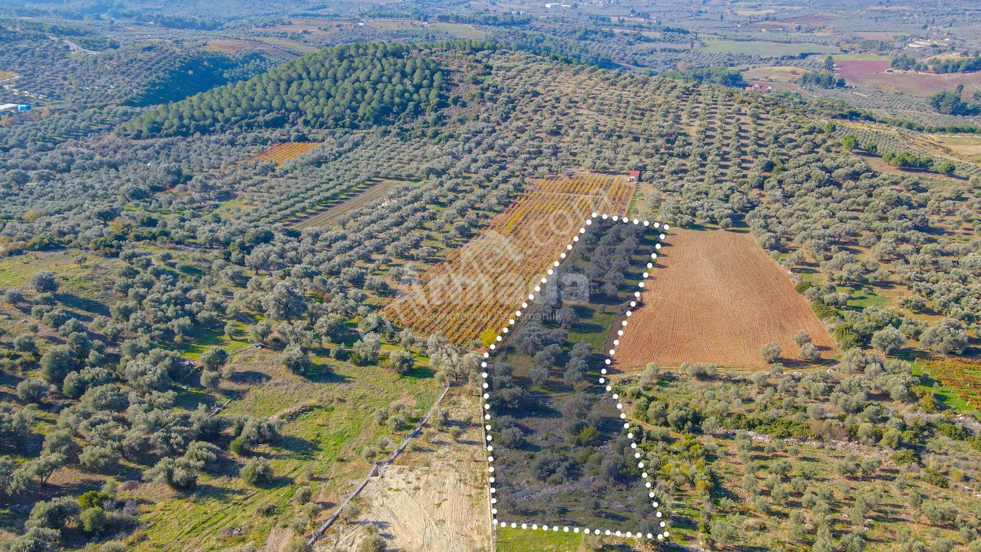 Kuşadası Kirazlı'da Satılık Fırsat Tarla - Görsel 3