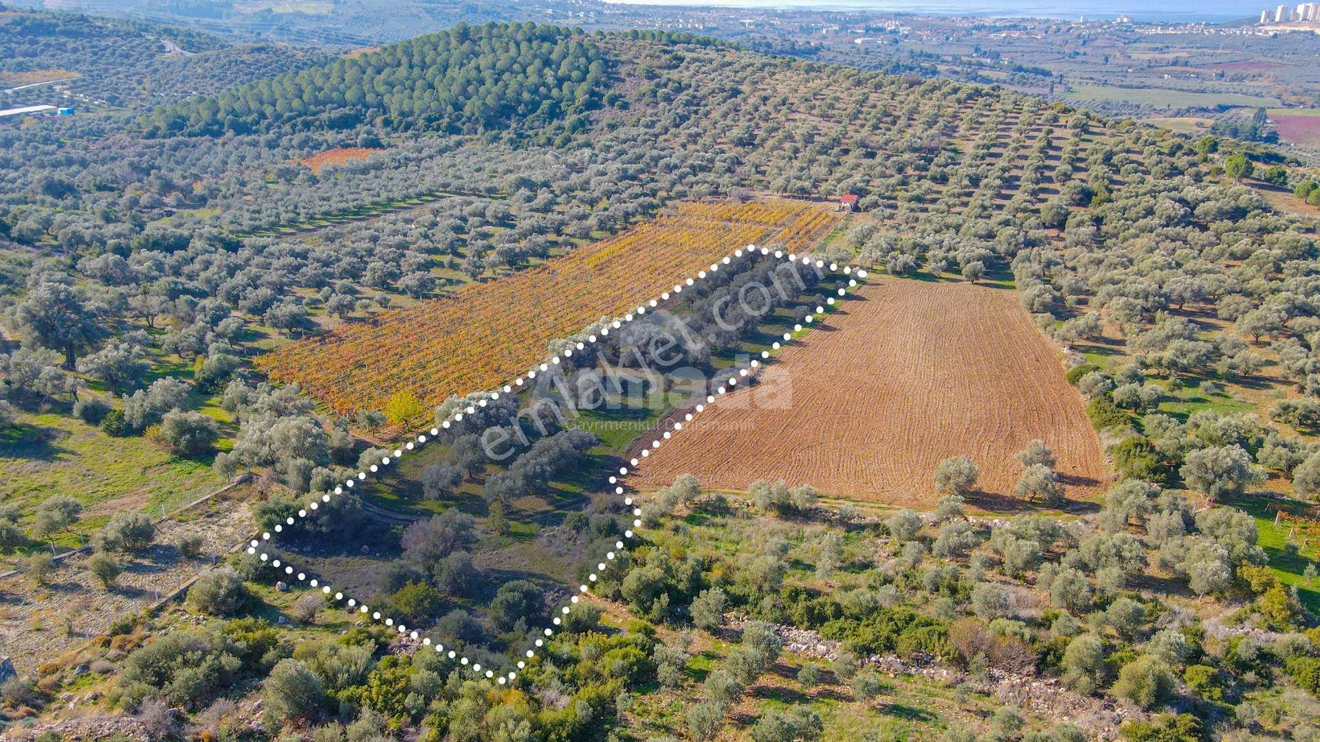 Kuşadası Kirazlı'da Satılık Fırsat Tarla