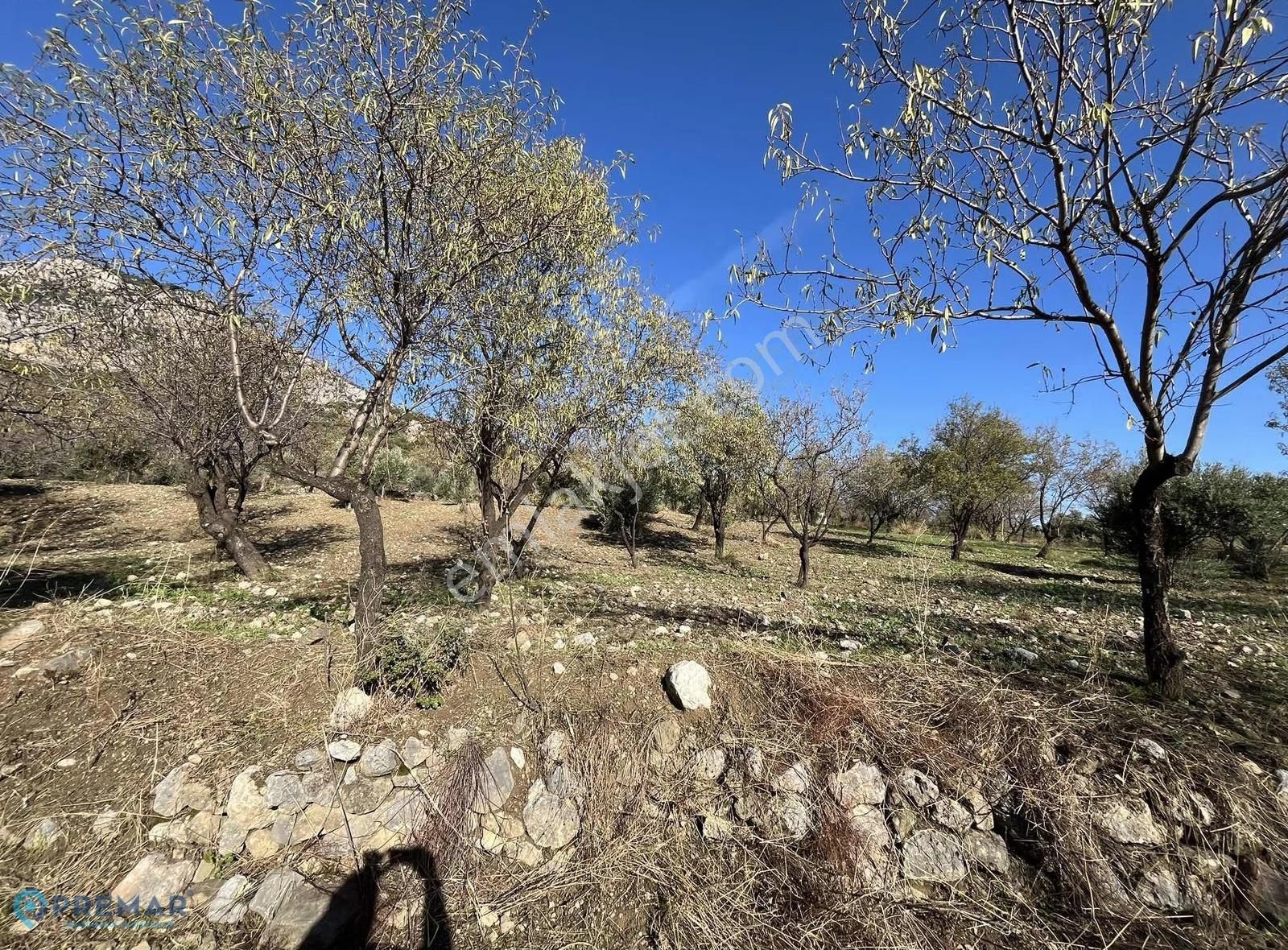 Premar Datça Hızırşah Mahallesi'nde 1262m2 Yolu Mevcut Bademlik - Görsel 8