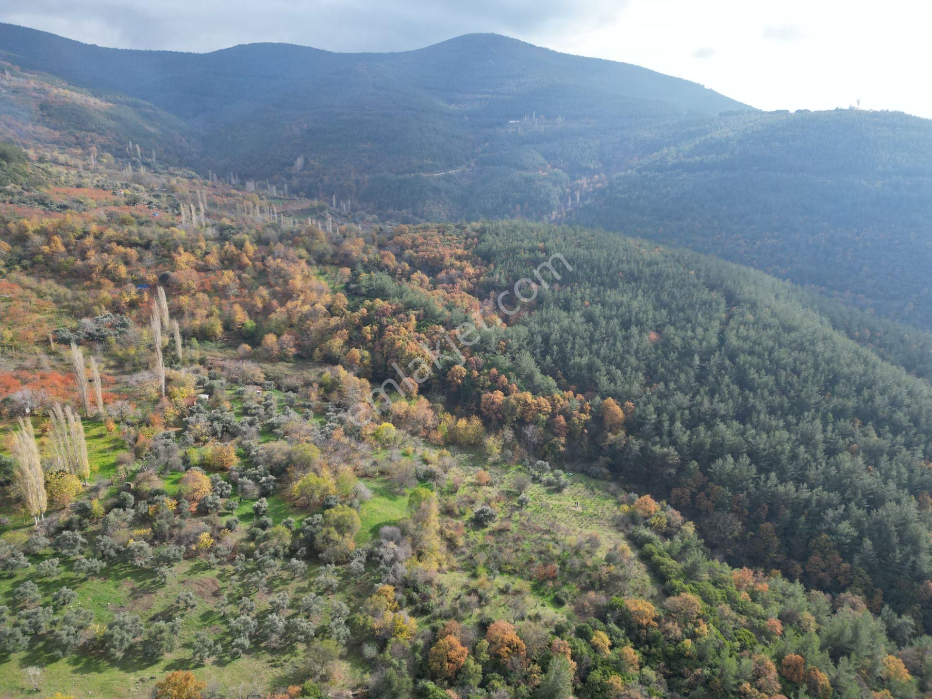 Bayındır Sarıyurt’ta Doğayla İç İçe Satılık Arazi - Görsel 17