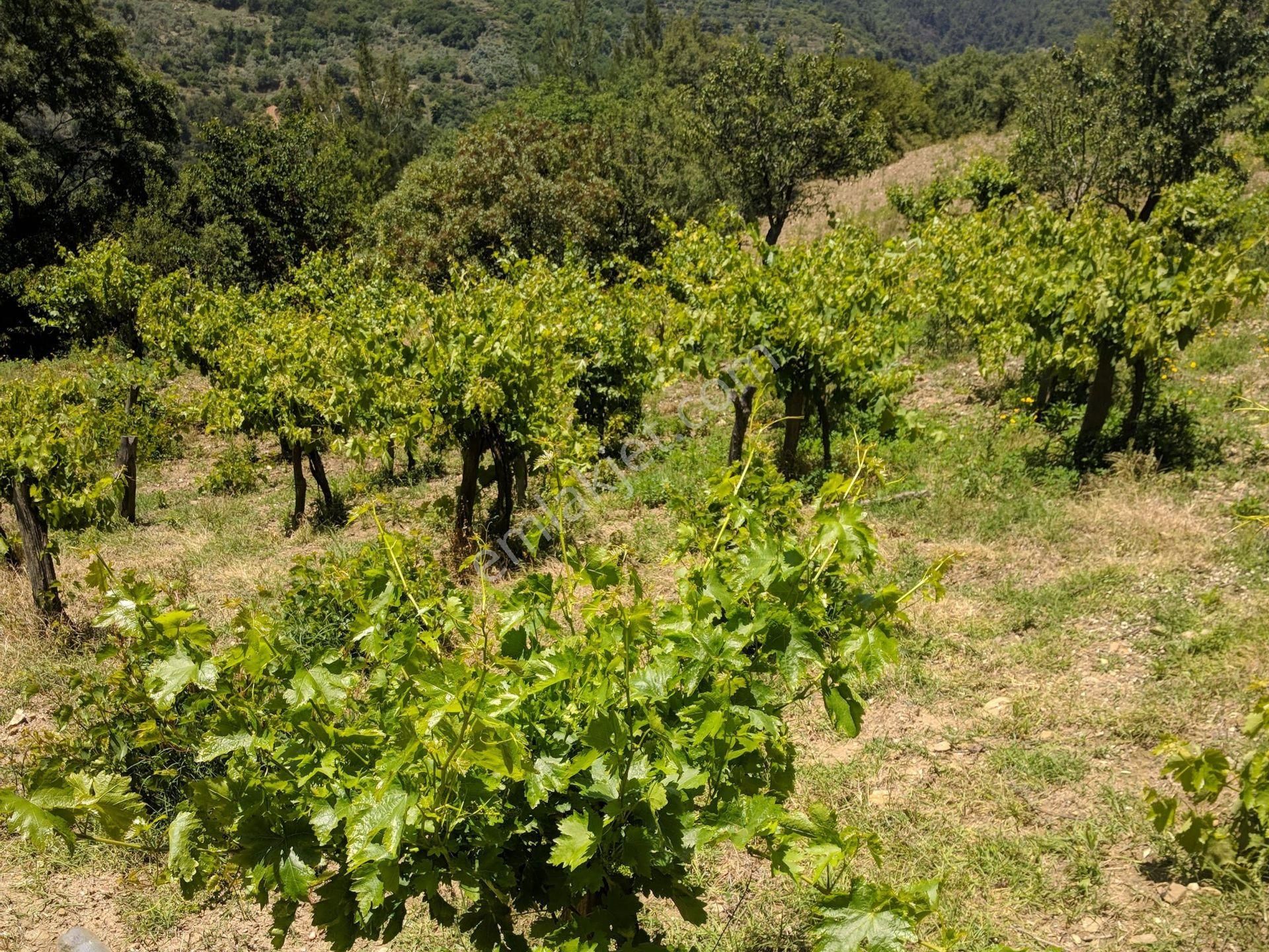 Bayındır Sarıyurt’ta Doğayla İç İçe Satılık Arazi - Görsel 31
