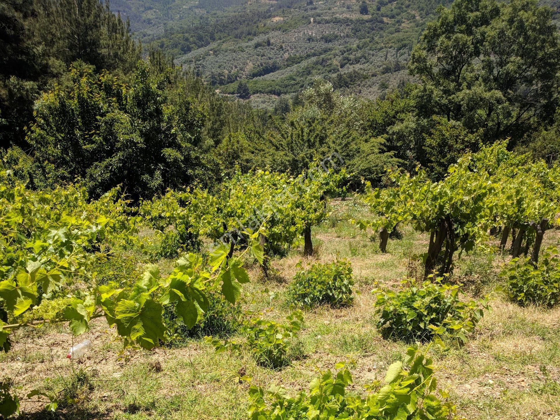 Bayındır Sarıyurt’ta Doğayla İç İçe Satılık Arazi - Görsel 30