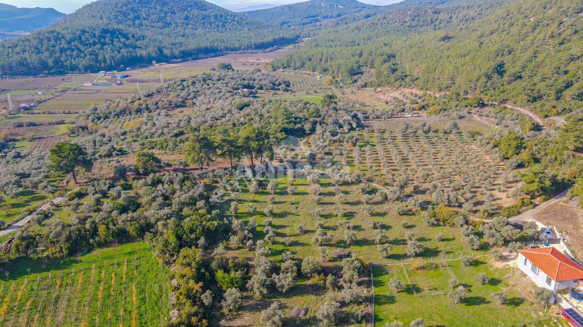 Kuşadası Kirazlı'da Fırsat Satılık Tarla - Görsel 6
