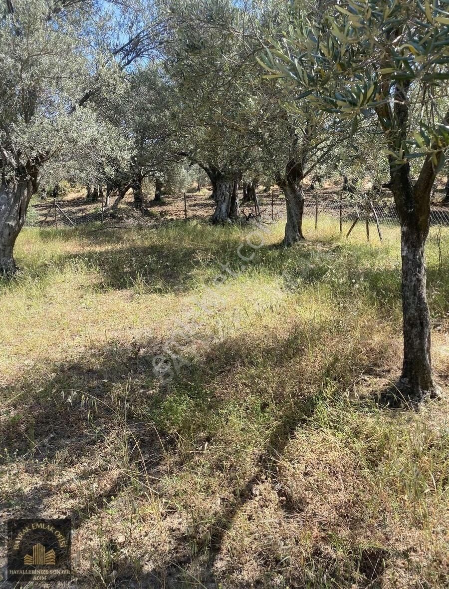 Balıkesir Havranda Satılık 7 Ağaç Zeytinlik - Görsel 3