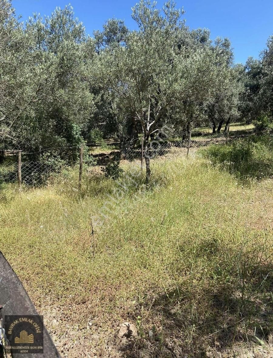Balıkesir Havranda Satılık 7 Ağaç Zeytinlik - Görsel 7