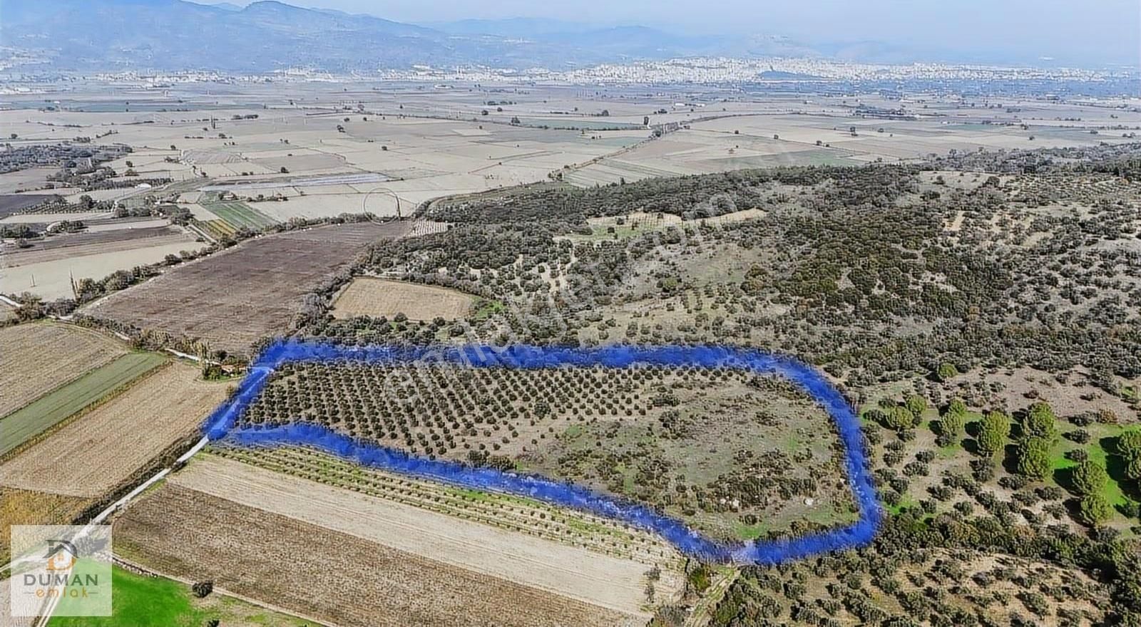 Duman Emlak'tan Yol Kenarı 30 Dönüm Zeytinlik - Görsel 6