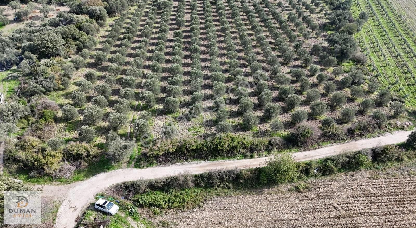 Duman Emlak'tan Yol Kenarı 30 Dönüm Zeytinlik - Görsel 5