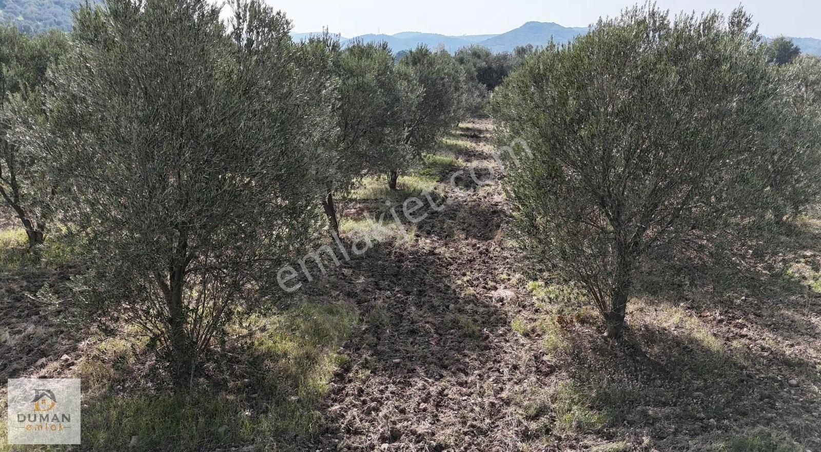Duman Emlak'tan Yol Kenarı 30 Dönüm Zeytinlik - Görsel 3
