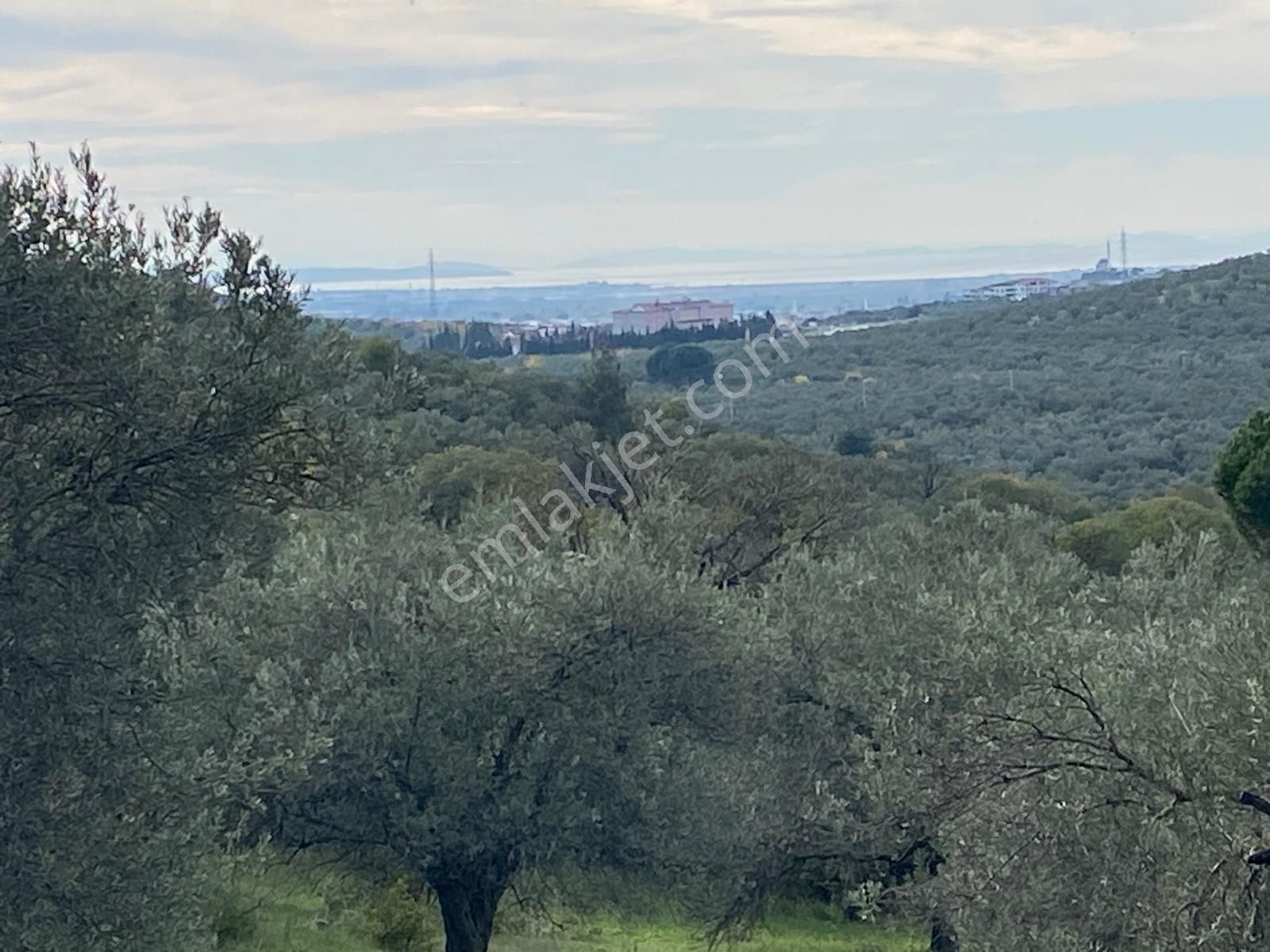 Balıkesir Edremit Çamcı Da Manzaralı 8832 M2 Zeytinlik Satılık - Görsel 2