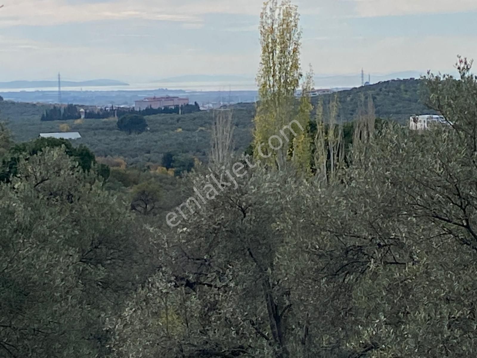 Balıkesir Edremit Çamcı Da Manzaralı 8832 M2 Zeytinlik Satılık - Görsel 22