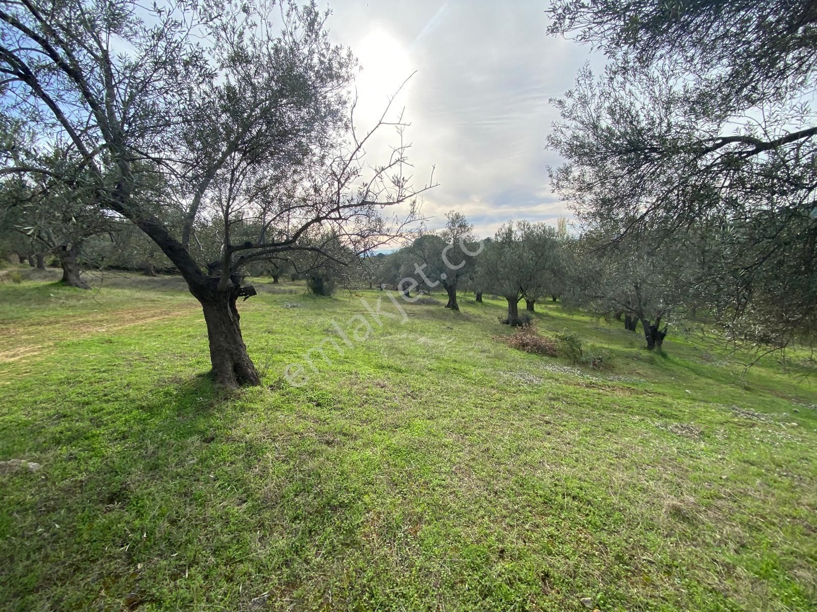 Balıkesir Edremit Çamcı Da Manzaralı 8832 M2 Zeytinlik Satılık - Görsel 15