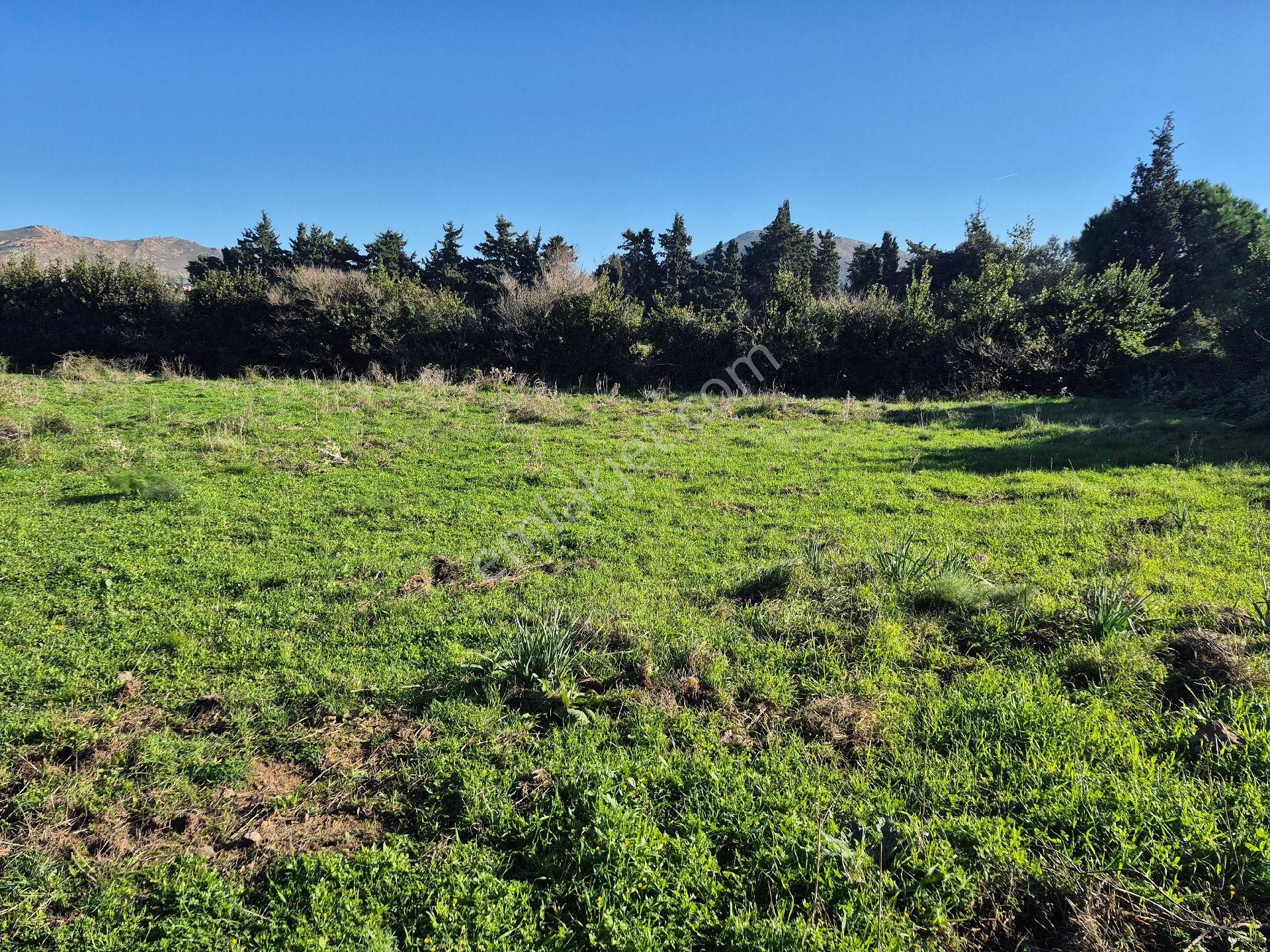 Gümüşlük Merkezi Konumunda 5700 Metrekare Konut İmarlı Yer Satılık - Görsel 5