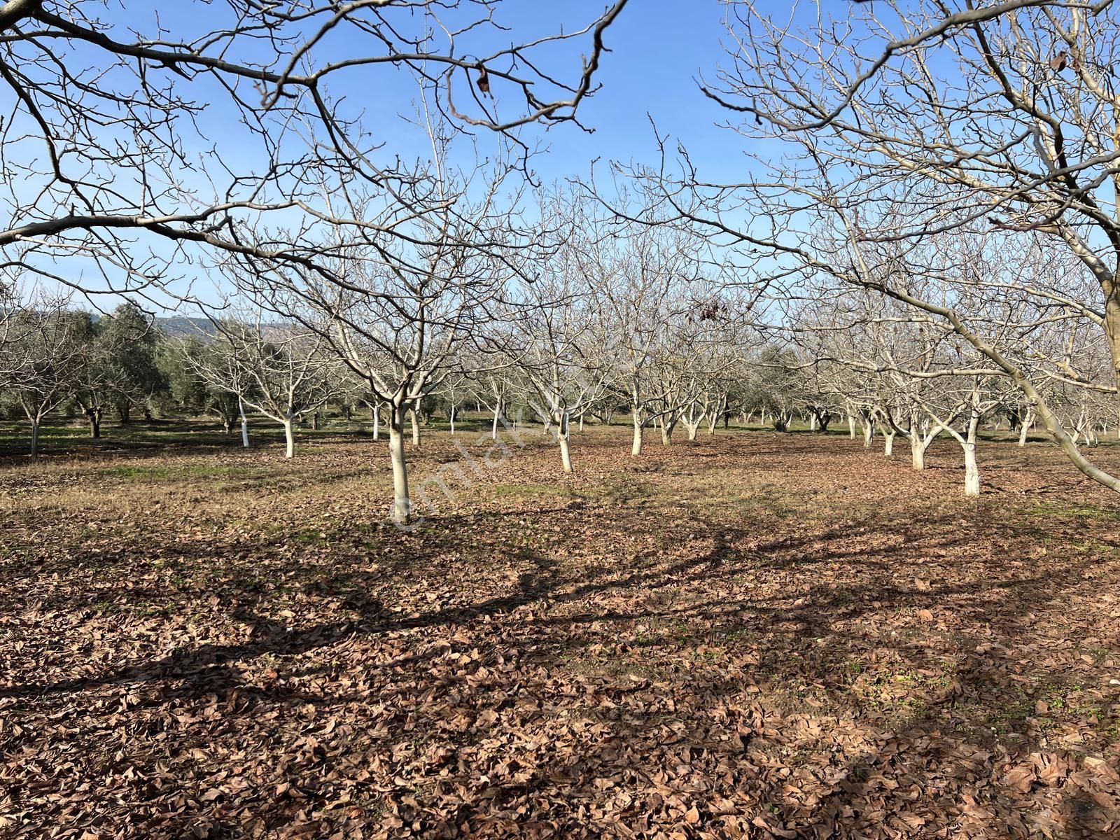 Muğla Güzelköy’e Yakın 6100 M² Ceviz Ve Zeytinlik Özel Bahçe - Görsel 13