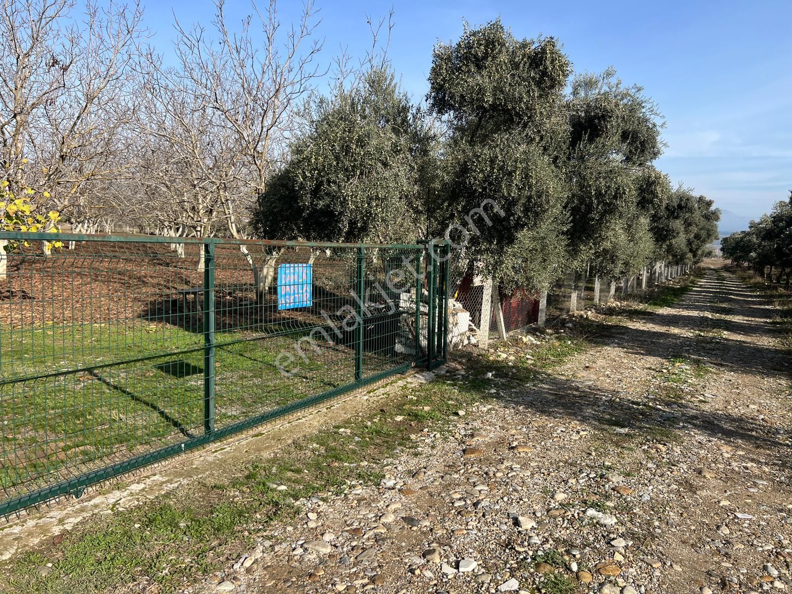 Muğla Güzelköy’e Yakın 6100 M² Ceviz Ve Zeytinlik Özel Bahçe - Görsel 12