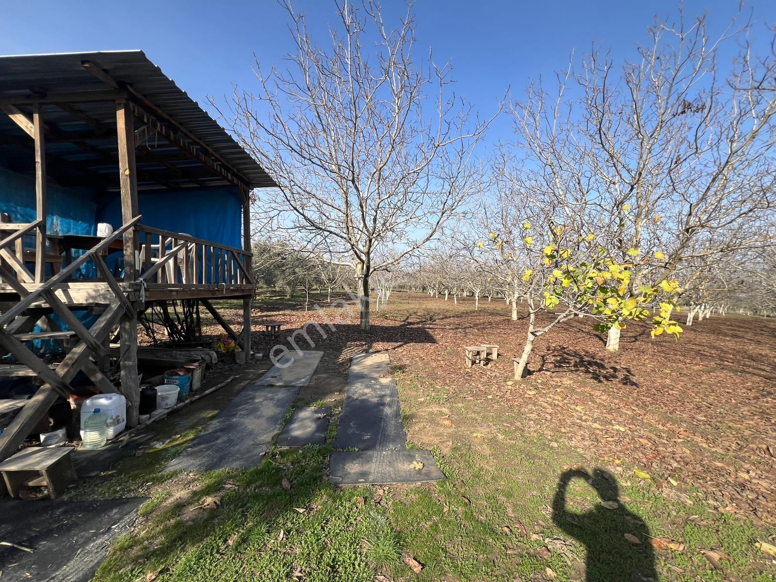 Muğla Güzelköy’e Yakın 6100 M² Ceviz Ve Zeytinlik Özel Bahçe - Görsel 9