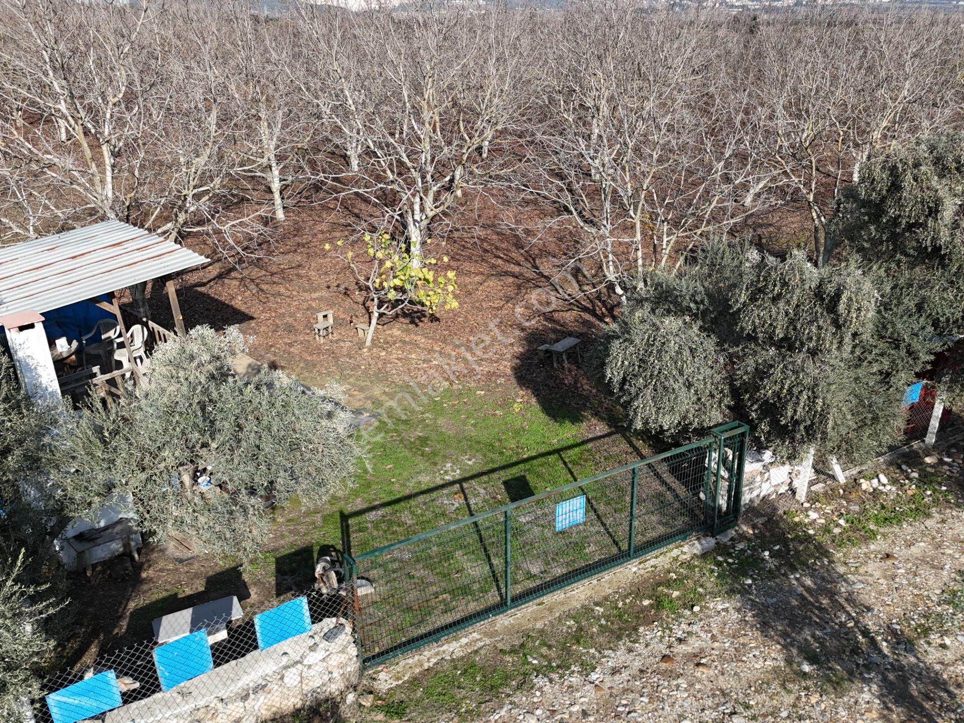 Muğla Güzelköy’e Yakın 6100 M² Ceviz Ve Zeytinlik Özel Bahçe - Görsel 19