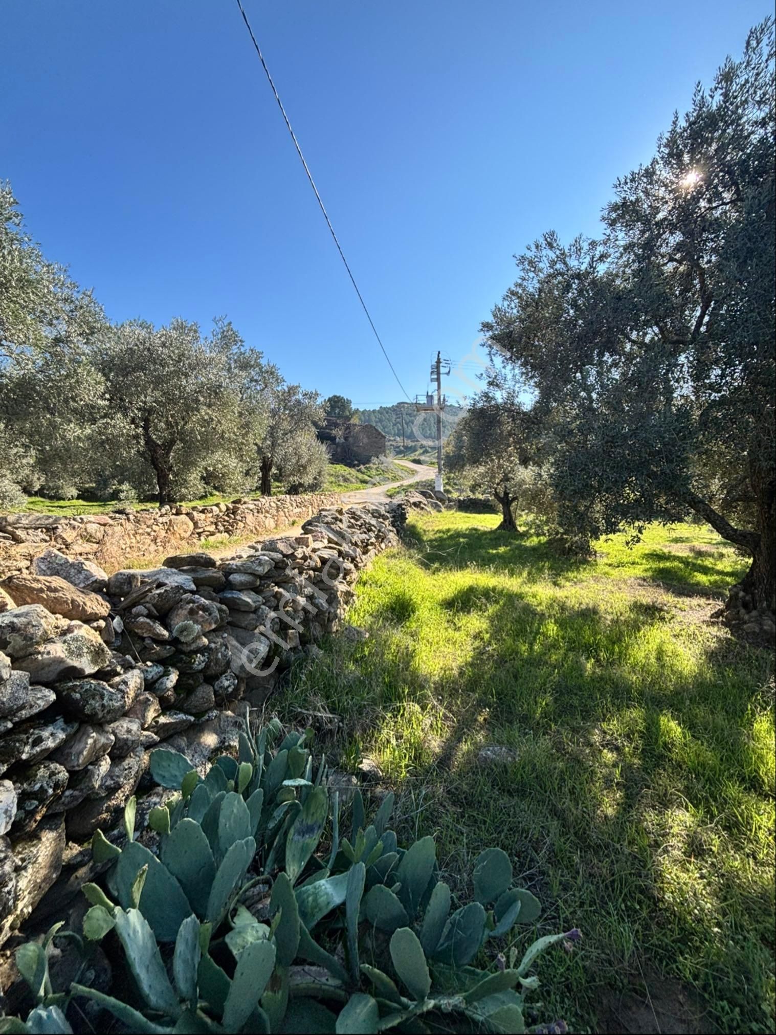 Nazilli Beğerli Mahallesinde 3.000 M2 Müstakil Evli Satılık Zeytinlik - Görsel 4