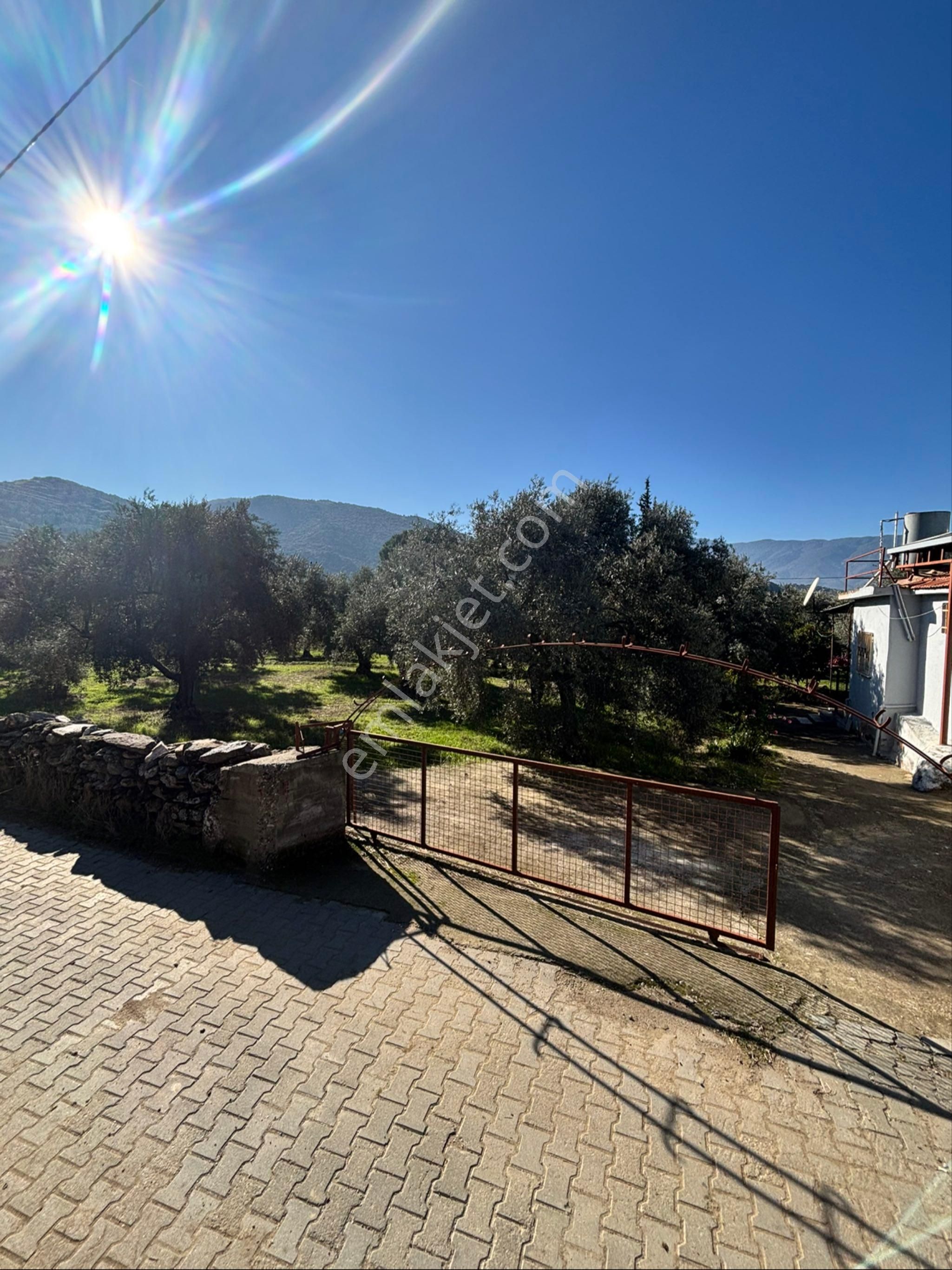 Nazilli Beğerli Mahallesinde 3.000 M2 Müstakil Evli Satılık Zeytinlik - Görsel 8