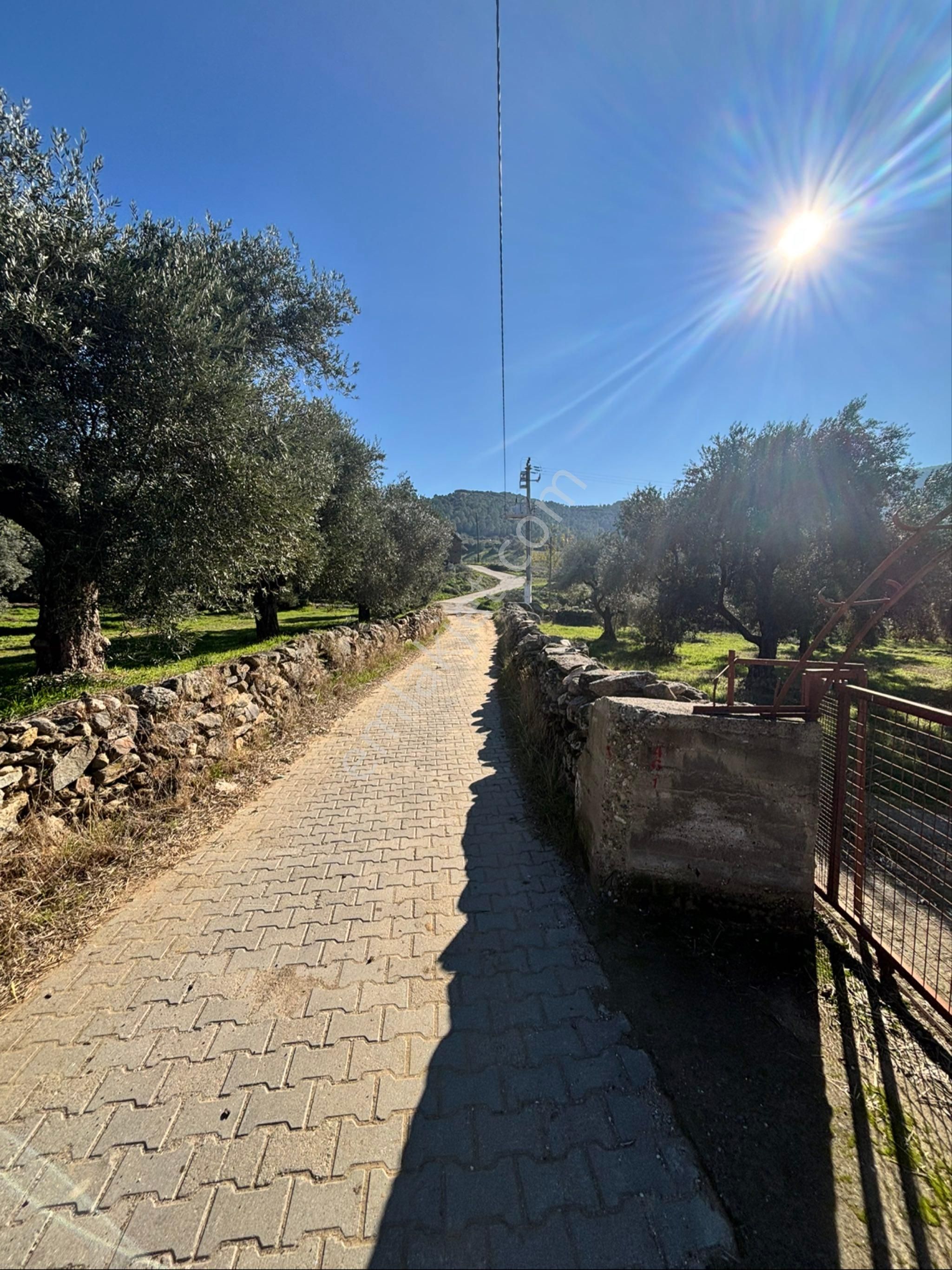 Nazilli Beğerli Mahallesinde 3.000 M2 Müstakil Evli Satılık Zeytinlik - Görsel 7